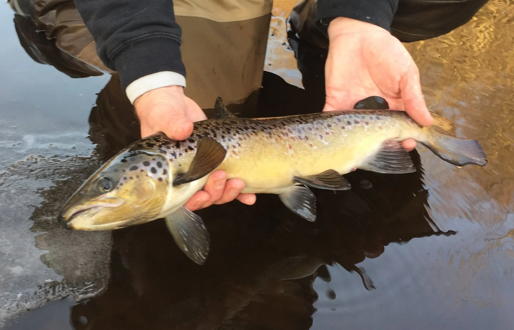 Shetucket River Atlantic Salmon