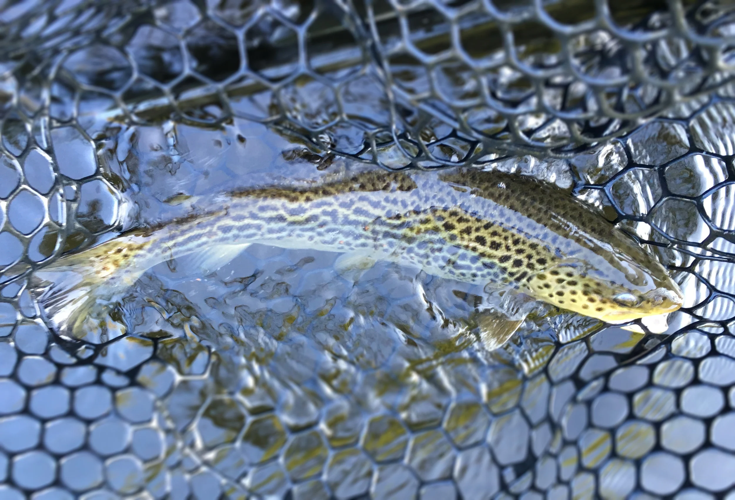 Typical Farmington River wild brown trout