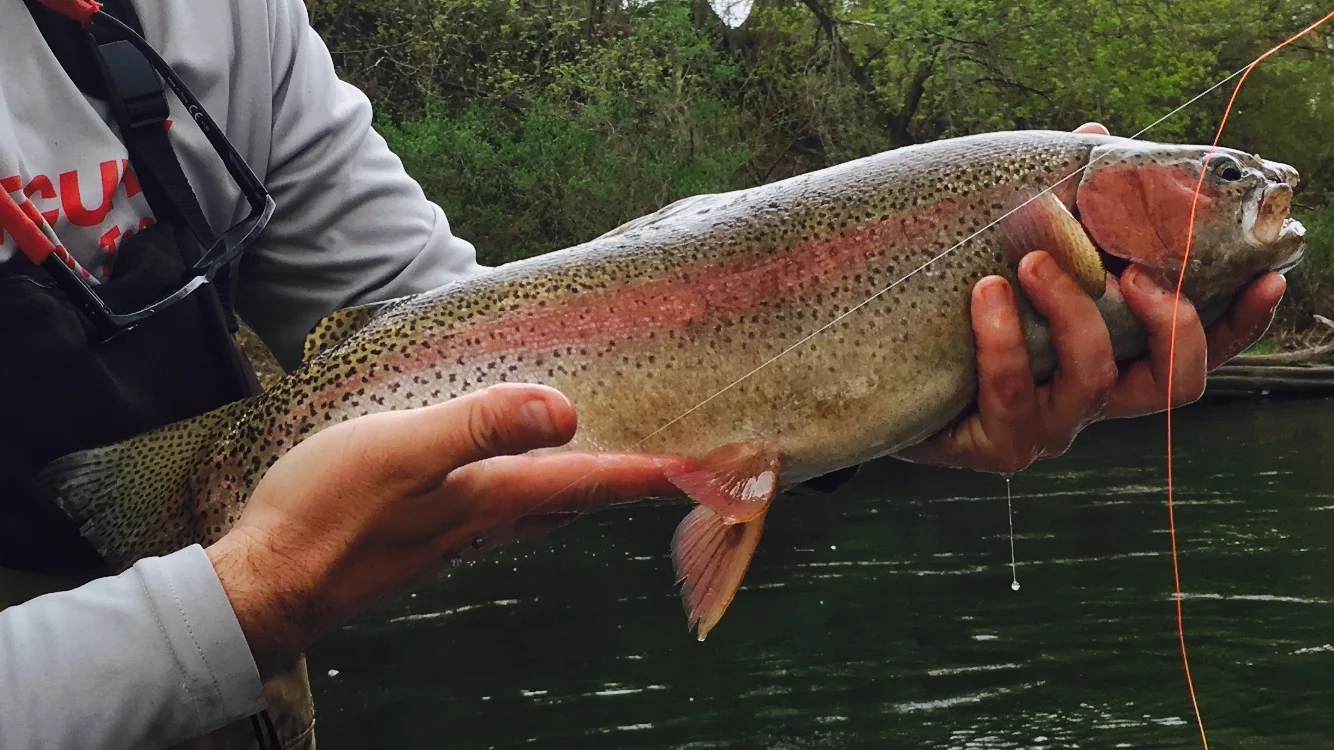 Nice Deerfield River rainbow trout.