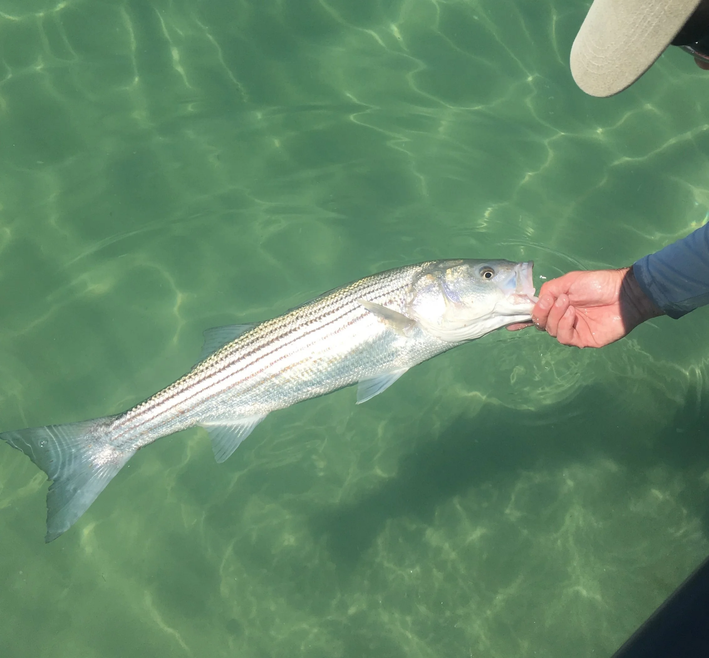 Striper on the flats