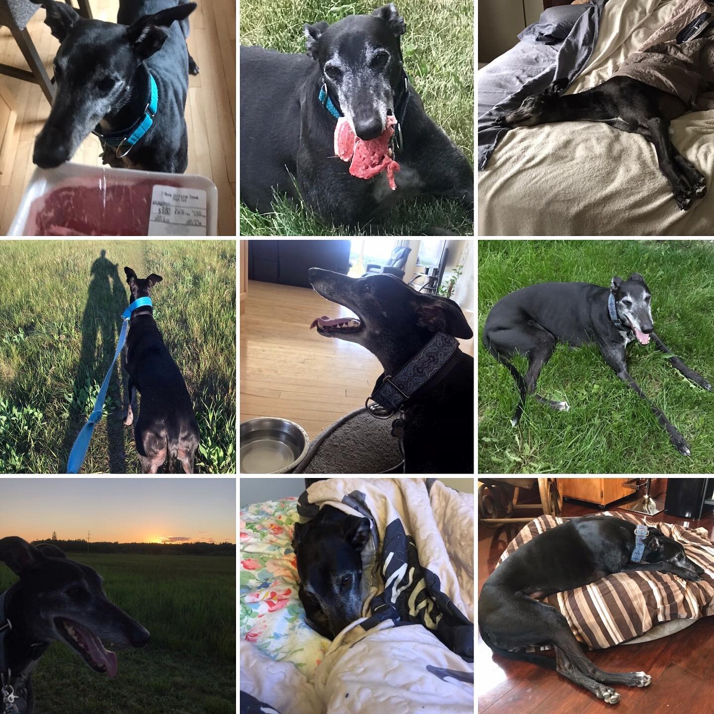 Happy 7th birthday handsome Diesel!!! 

#greyhound #doggo #birthdaydog