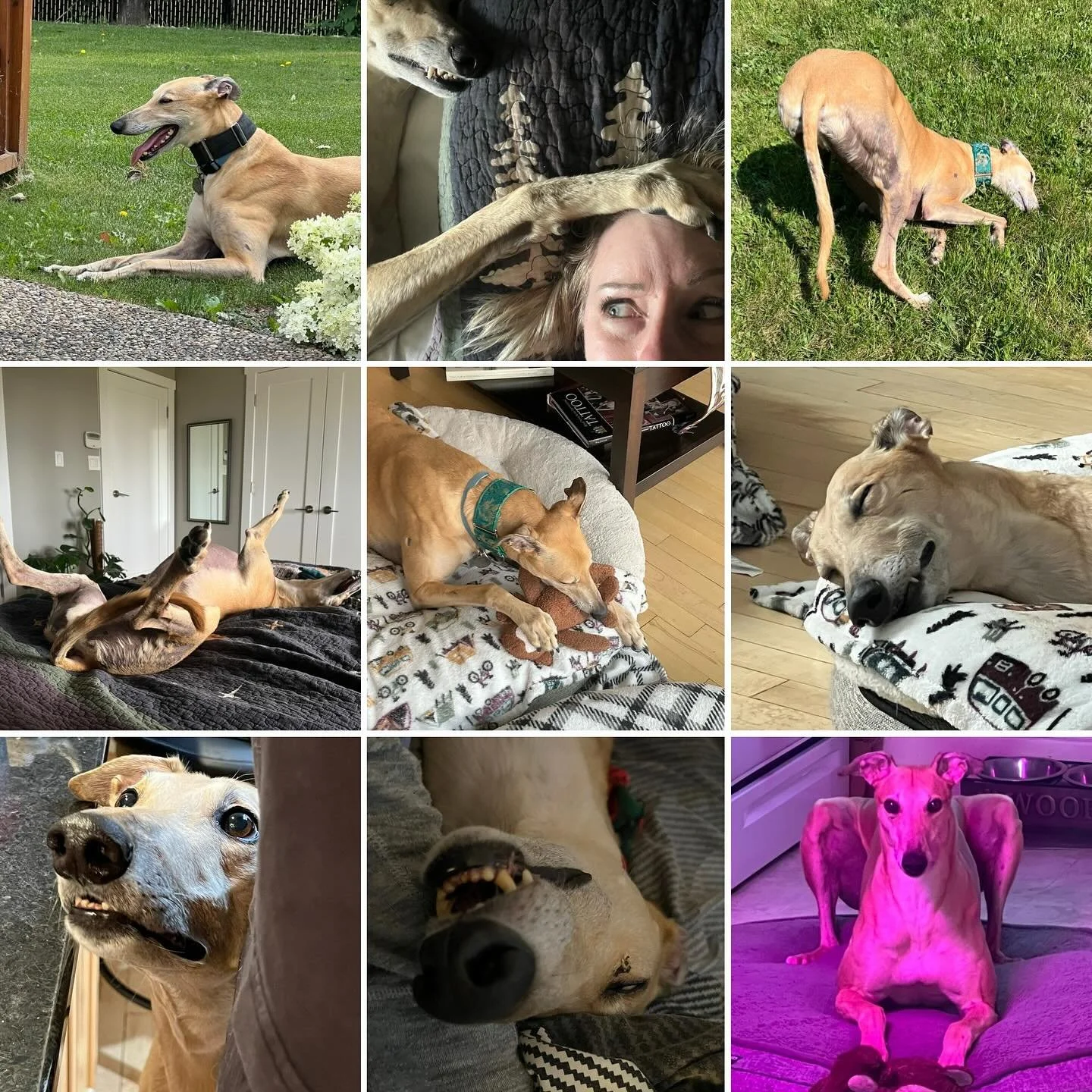 Happy 7th birthday to my handsome pupper Sonny!