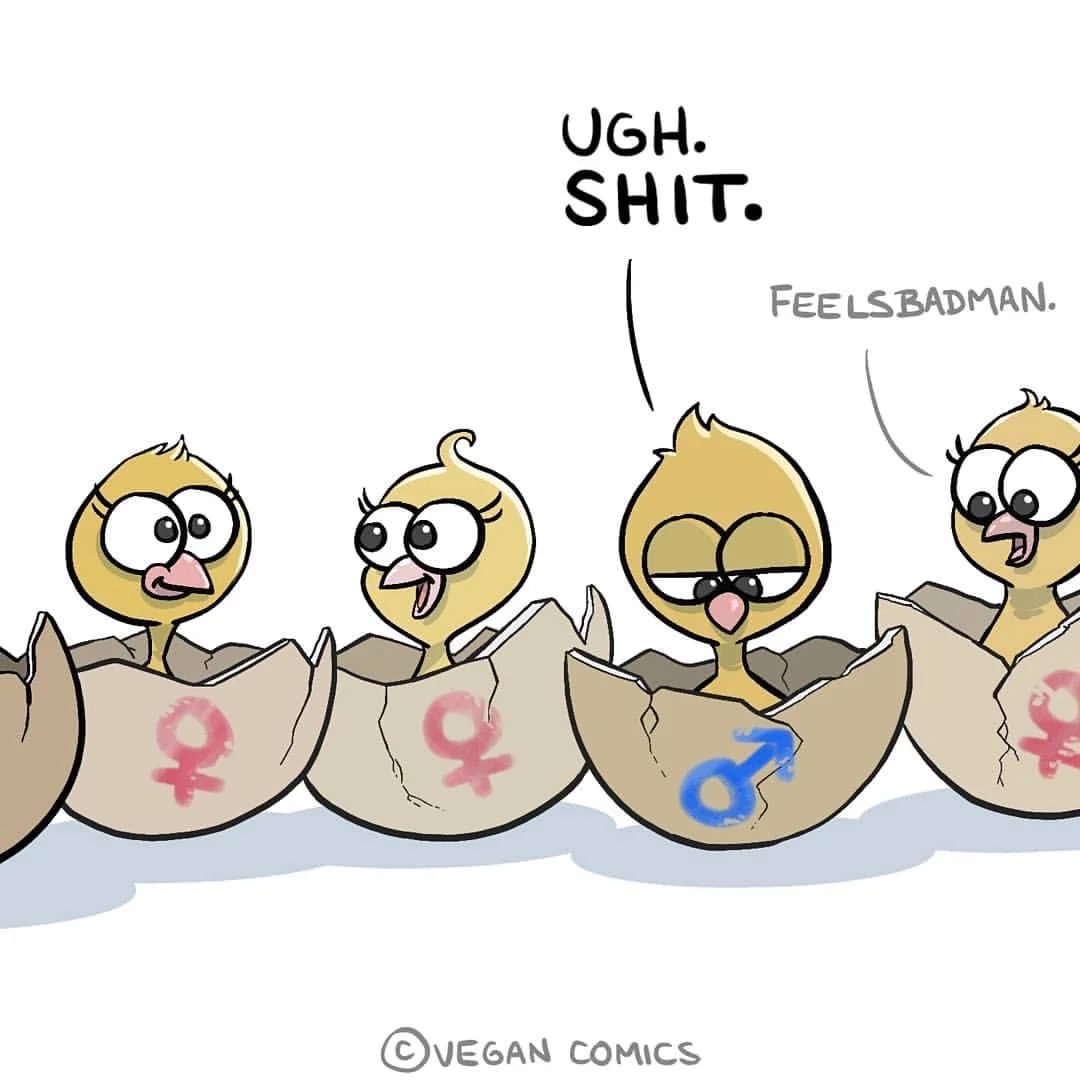 "In the egg industry, male chicks get killed instantly after hatching. Stop paying for that." Artist: Jerry Drave @illusdrave