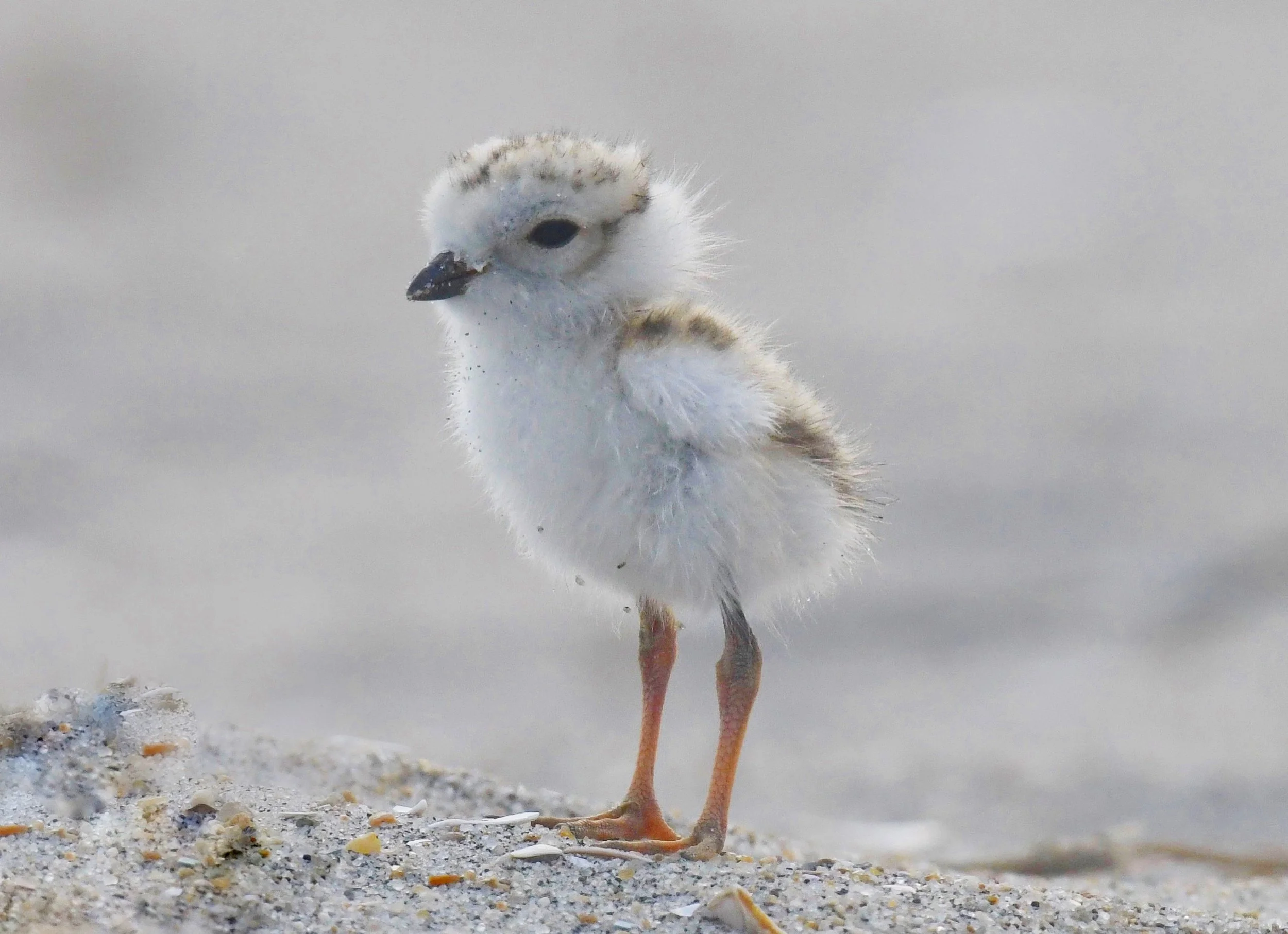 Bringing Awareness of Piping Plovers (The Ultimate Underdog) with NYC Plover Project