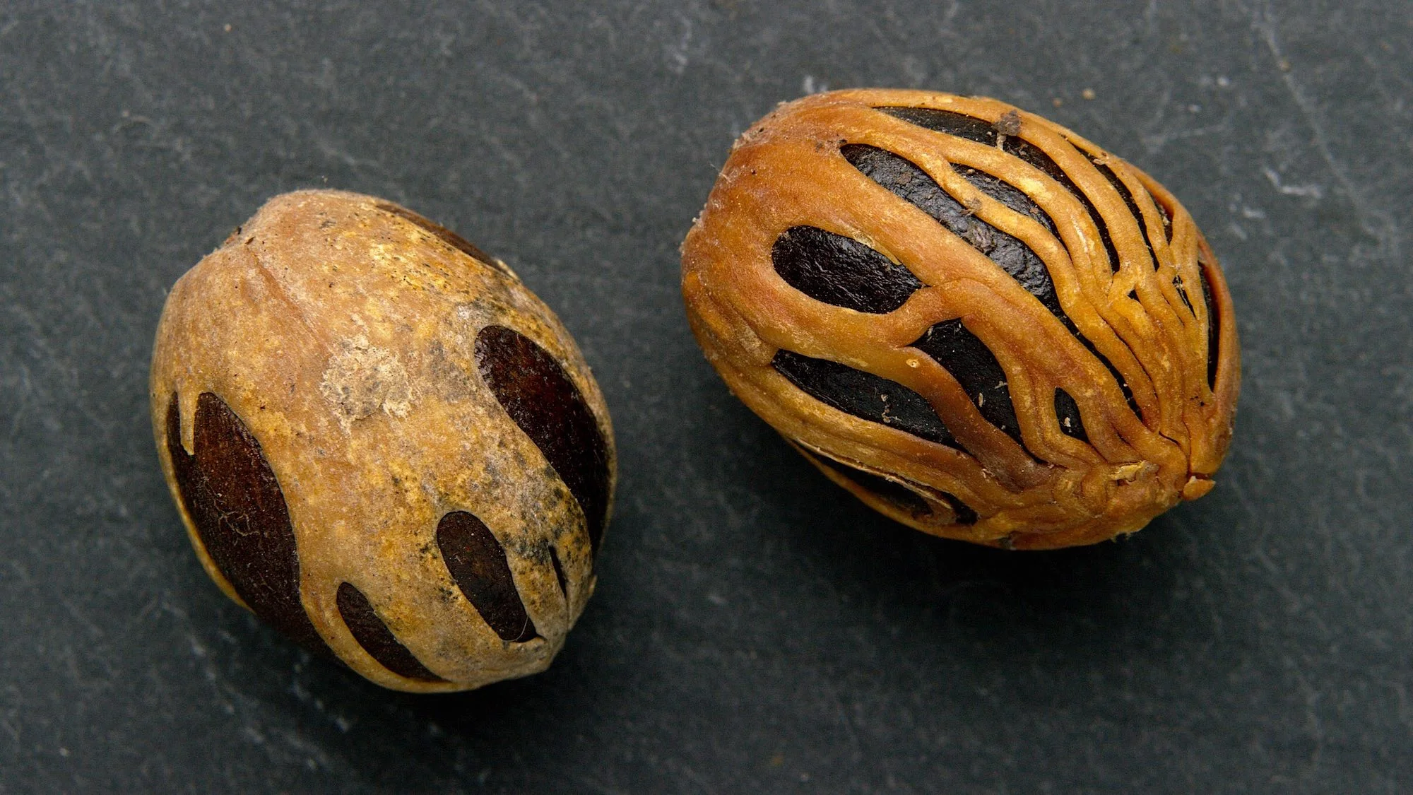 Nutmeg and Mace E 2000.jpeg