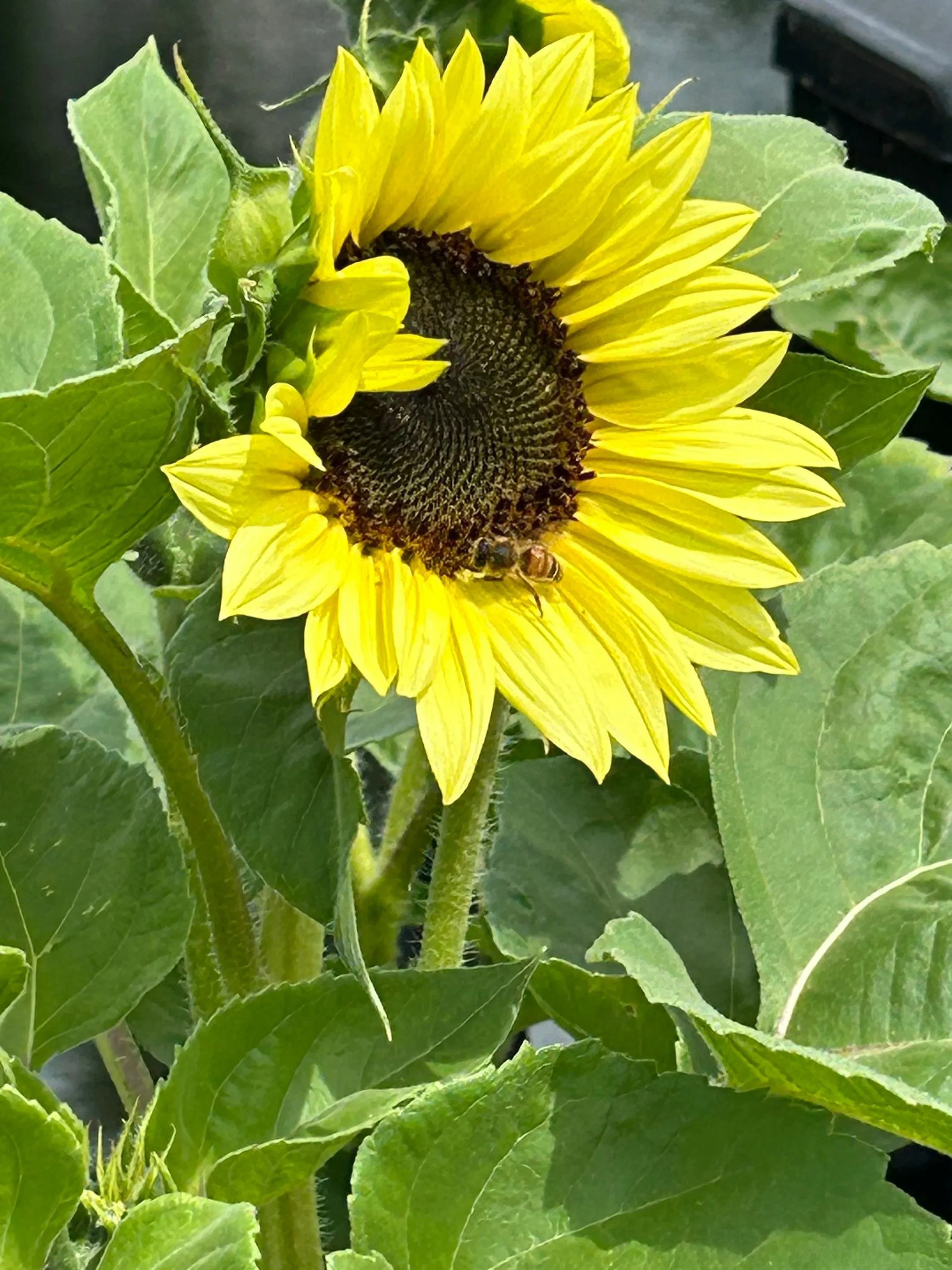 A bee sitting on a yellow sunflower in the sunlight.