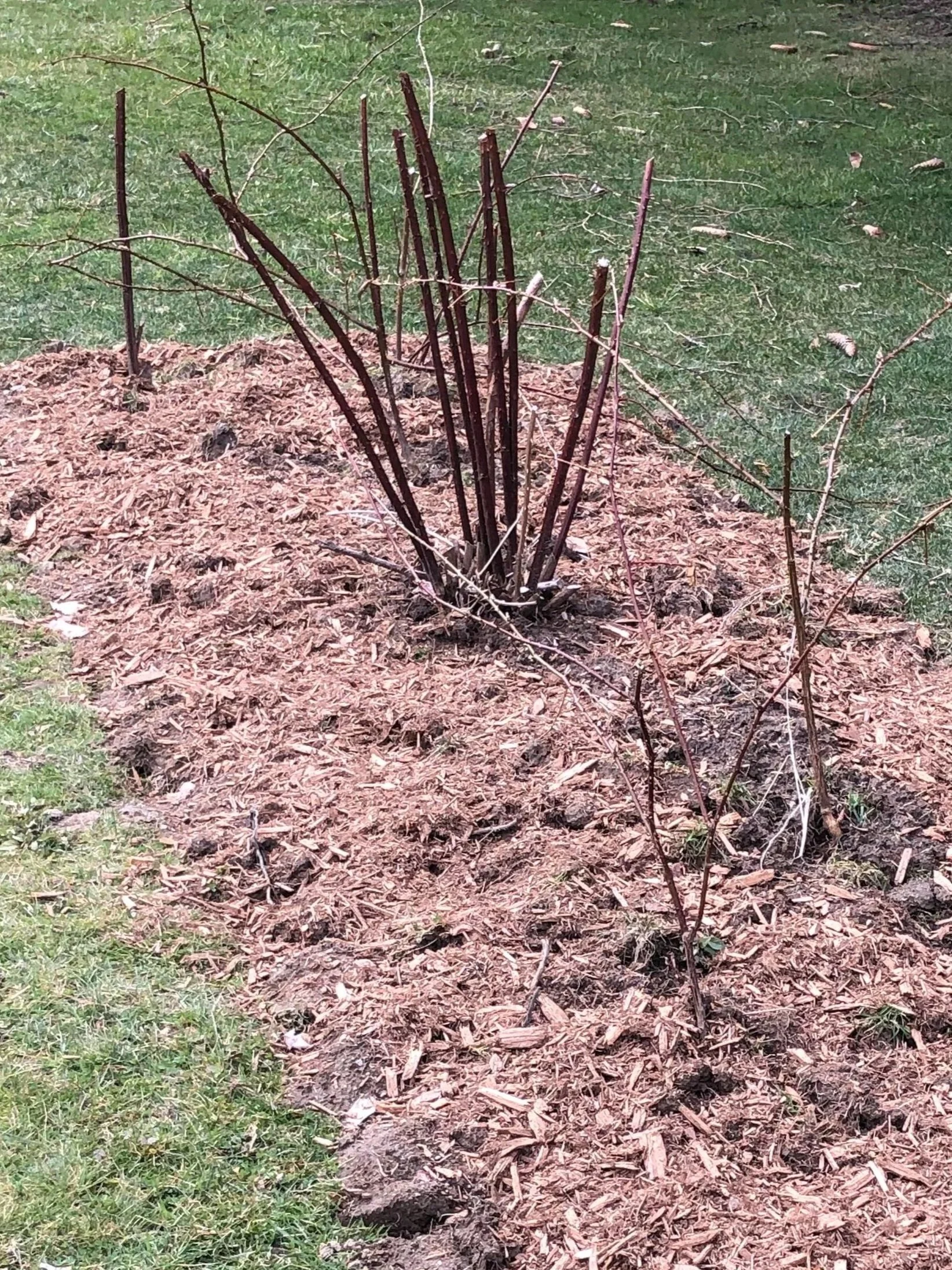 Spring Fever!