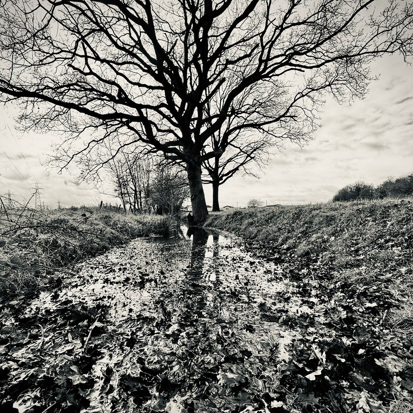 Morning run, distracted by shapes #treephotography #blackandwhite #trailrunning