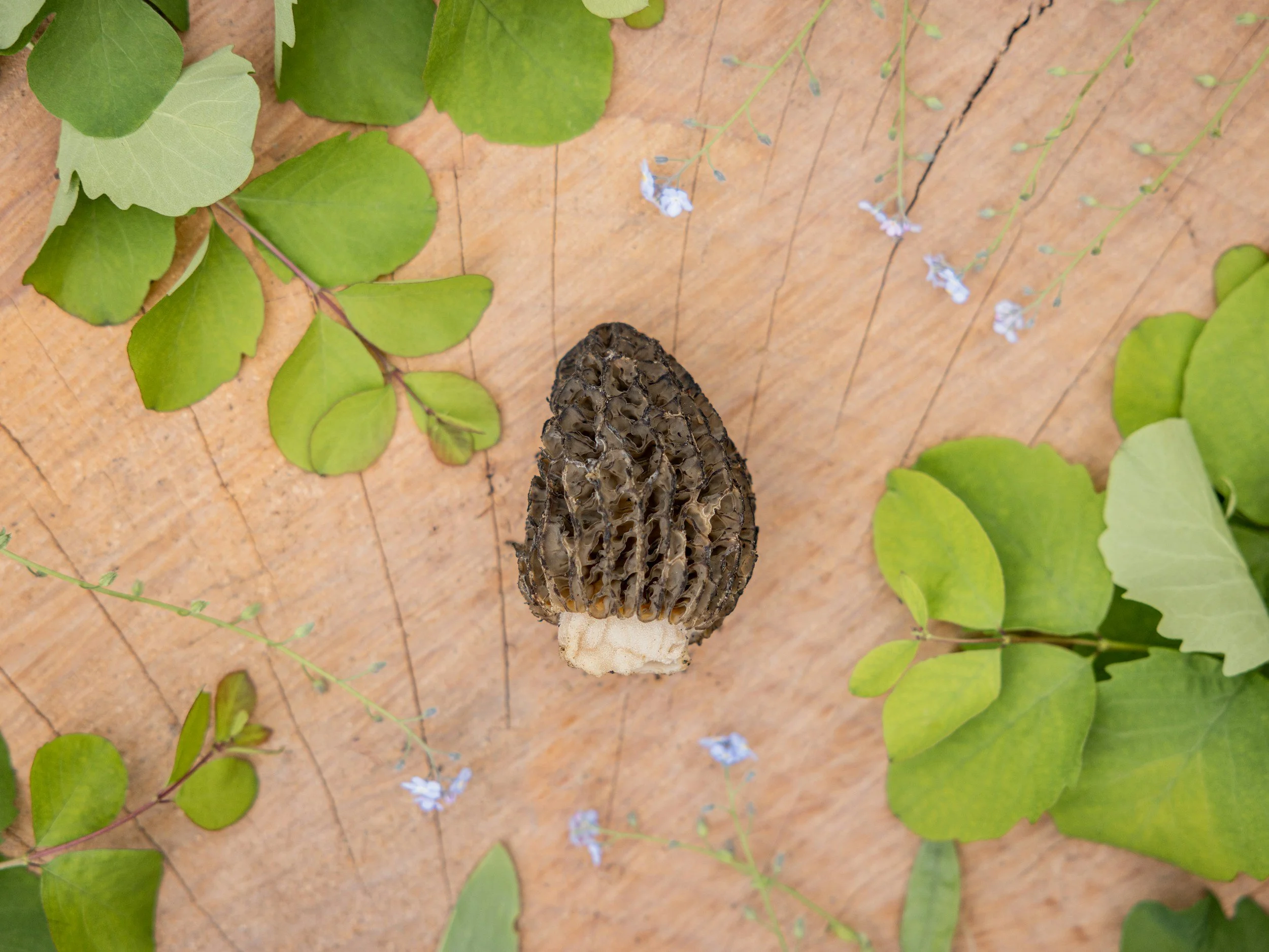 Secret Supper Club: Spring is Here