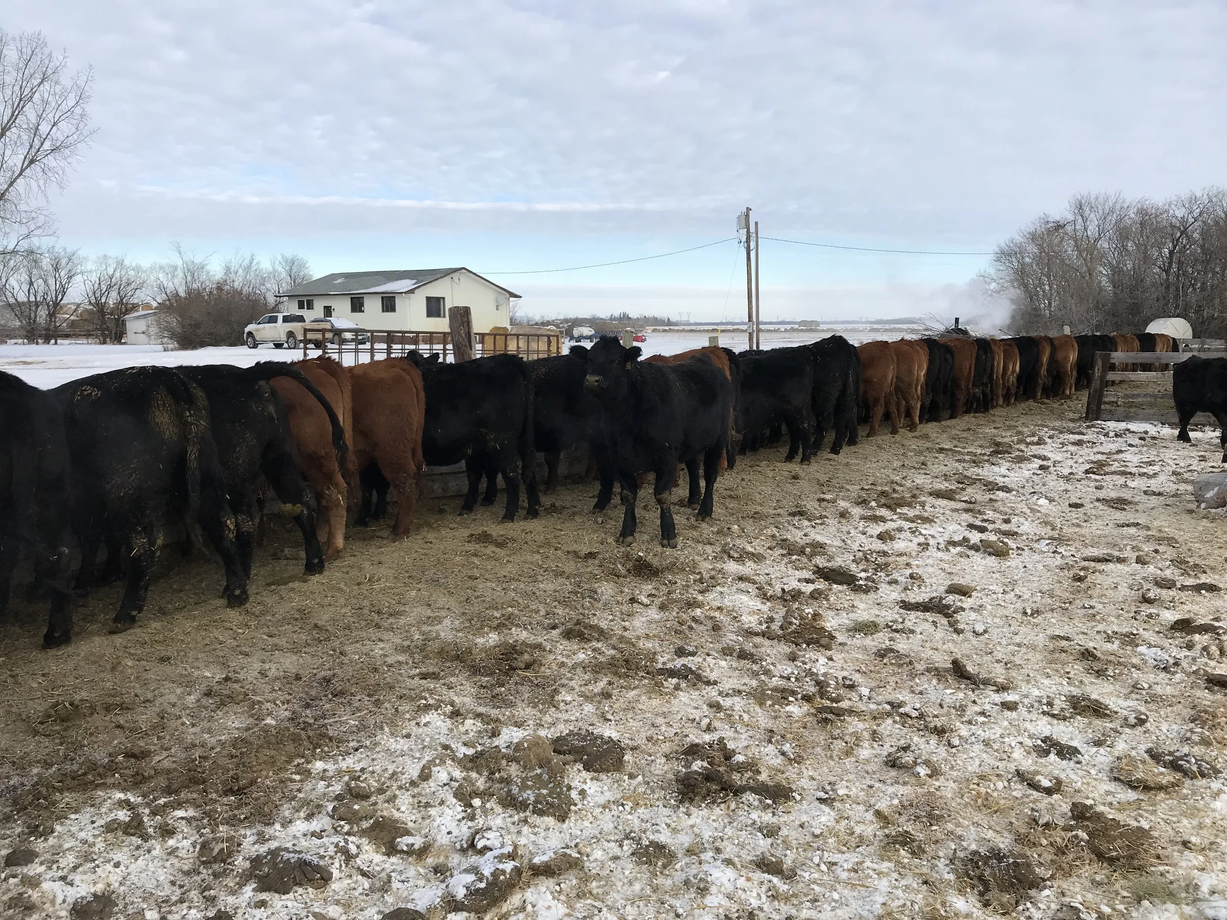 Bred Heifers enjoying lunch