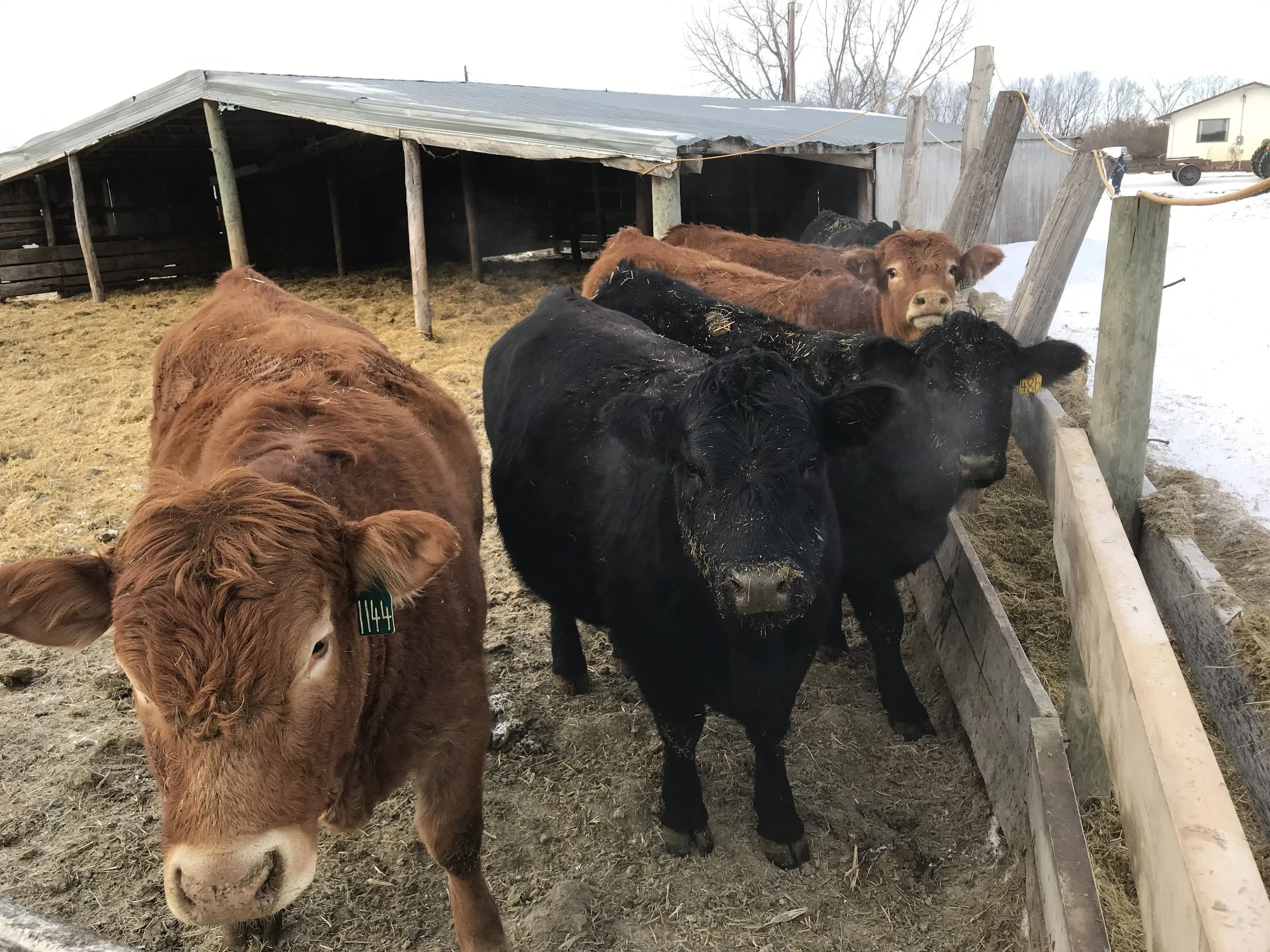   The girls are pretty curious  
