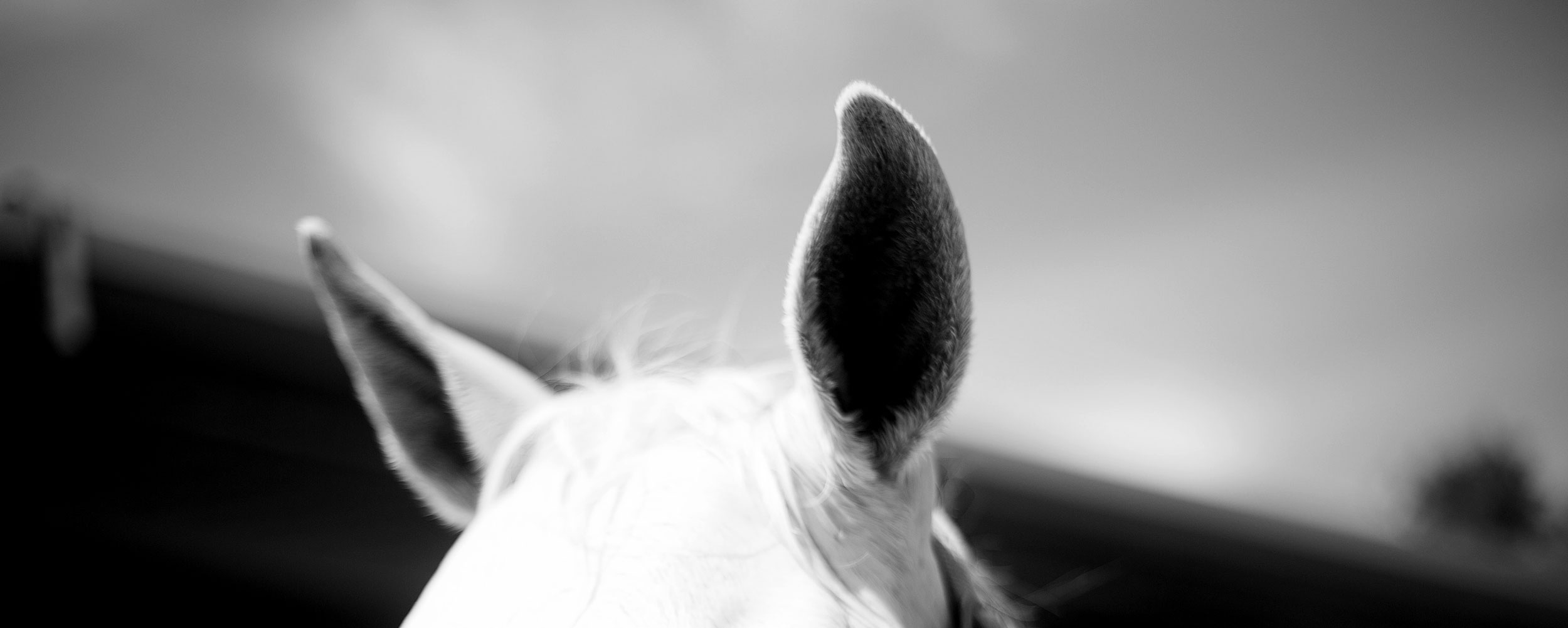 audio-banner-2500.jpg