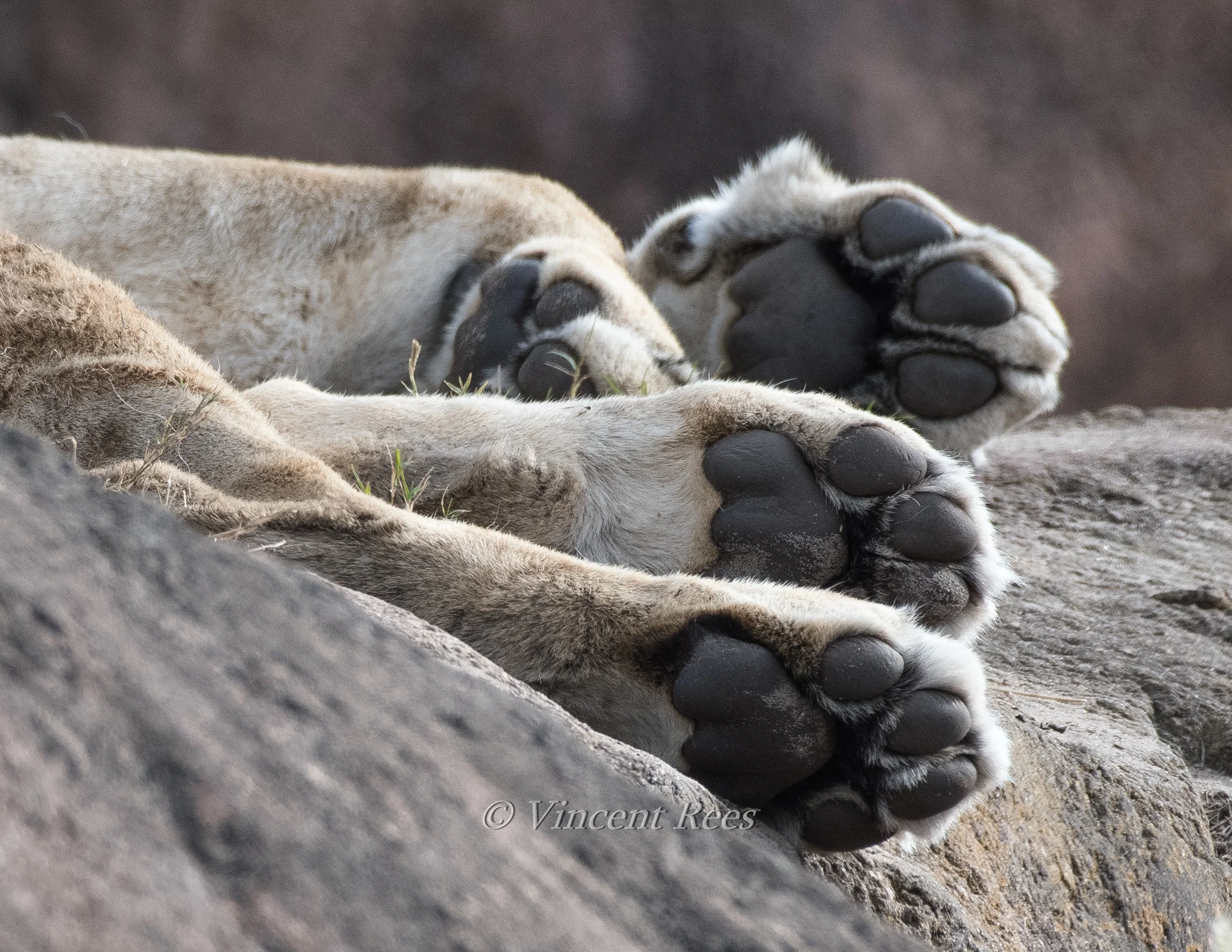 Paws