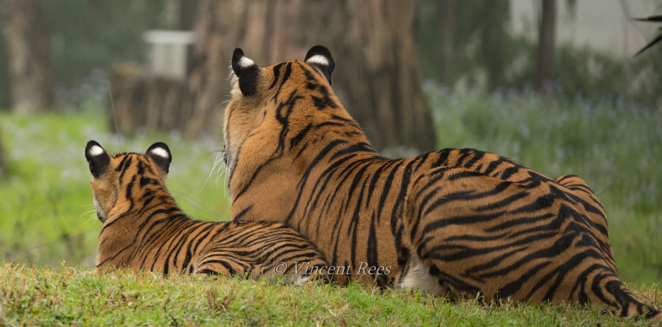 DSC_4809-1.jpg