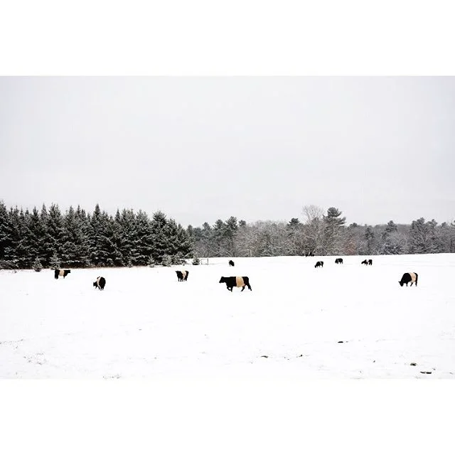 Belted Galloways appreciate snow days too. #cowsontherun #snowday #mainelife #maine #mainetheway