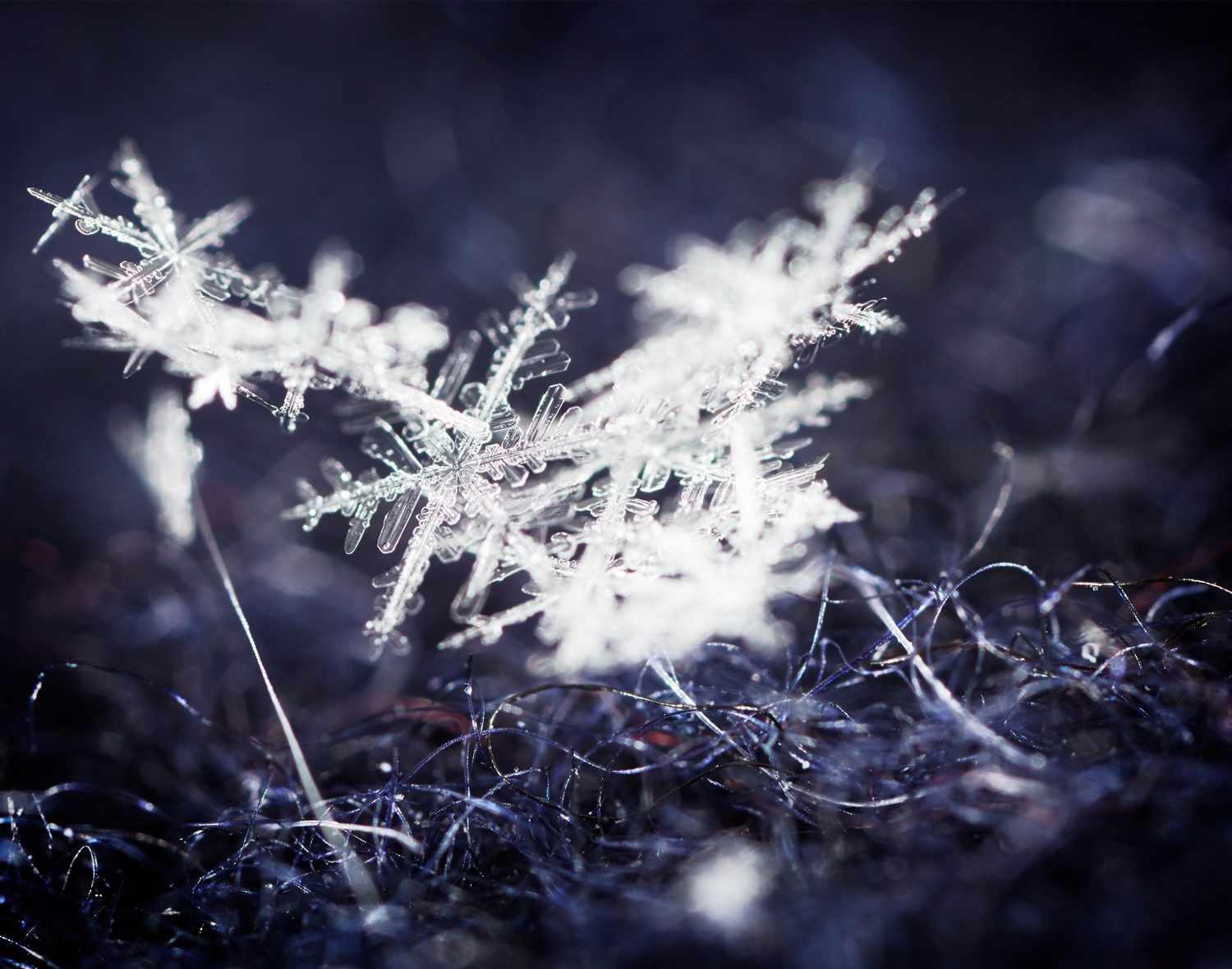 Macro Snowflake Cluster
