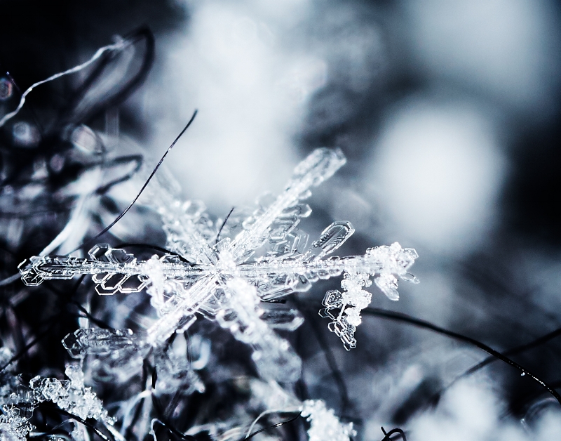 Macro Snowflake