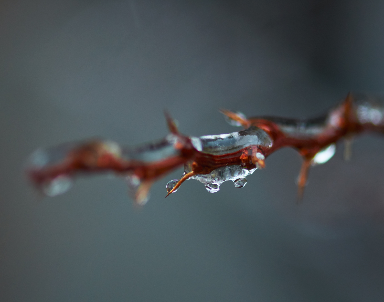Ice Covered Thorns