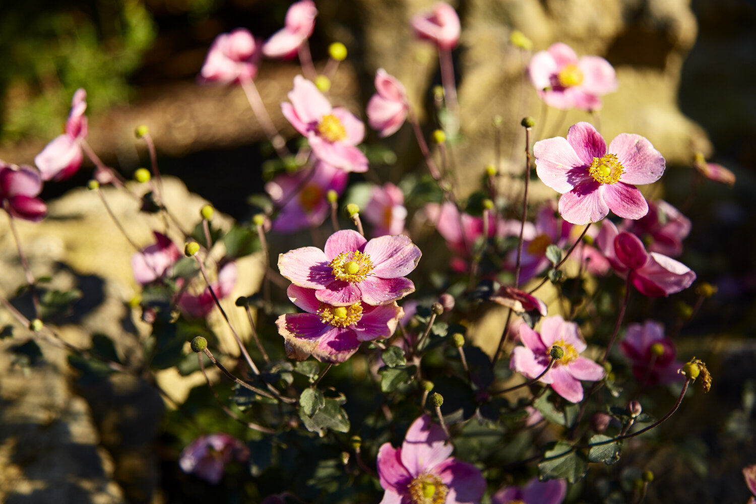 Autumn Roses