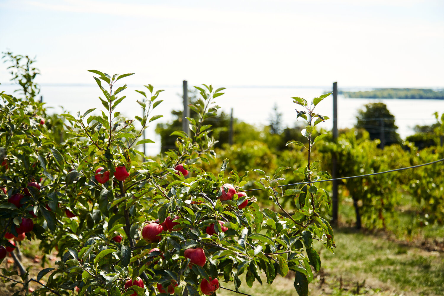 Orchard in the County