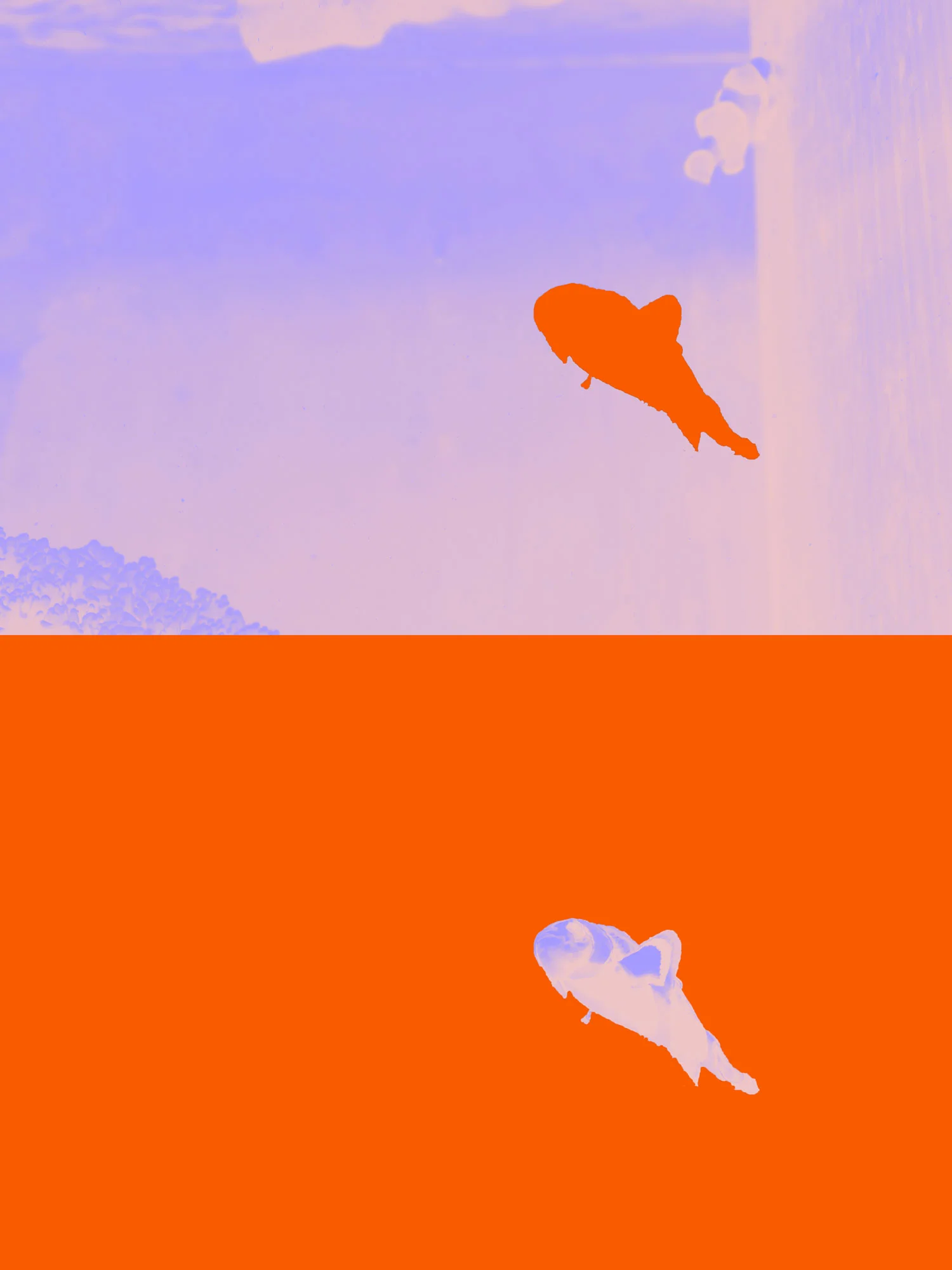 007_nemo.jpg