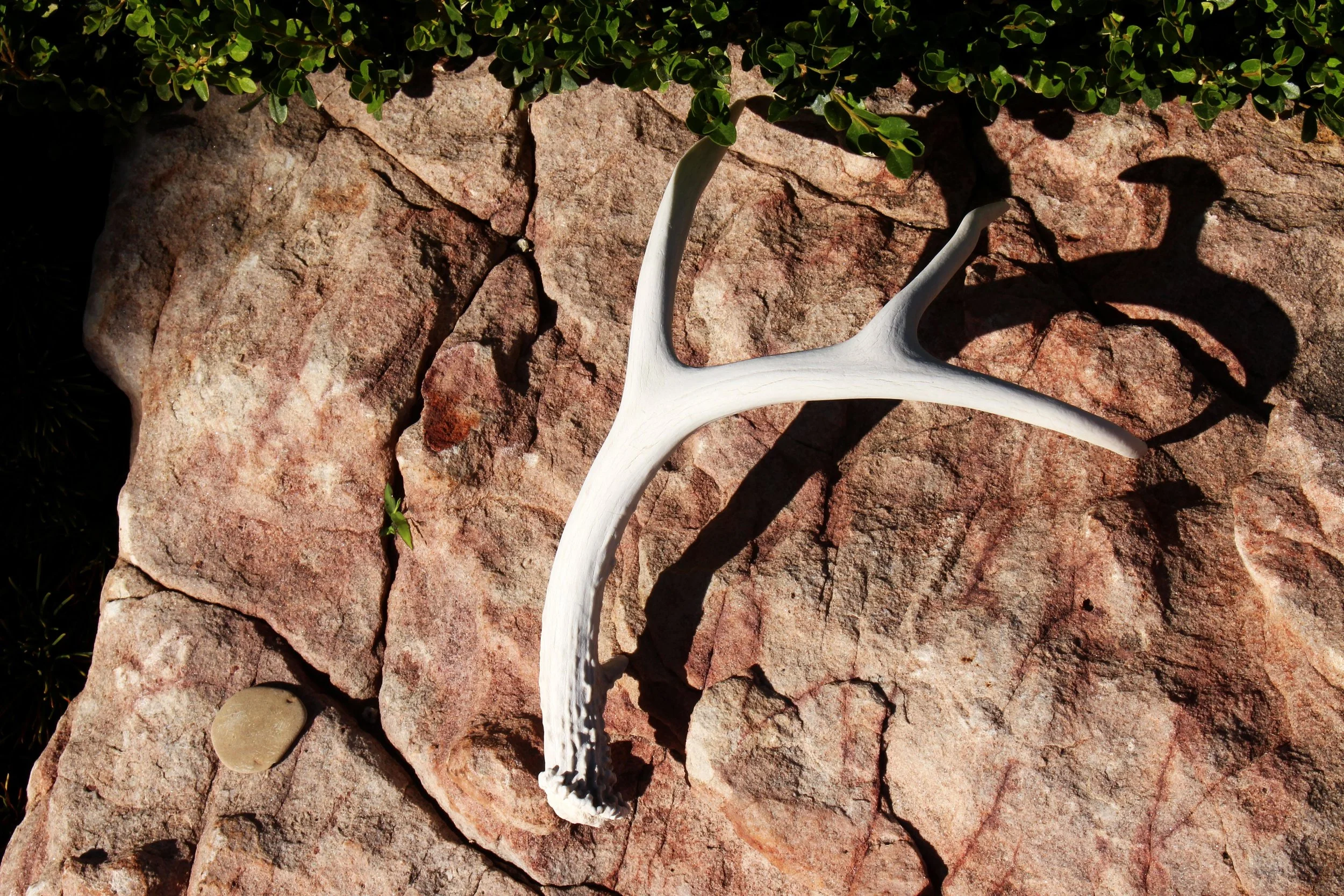005_antler.jpg