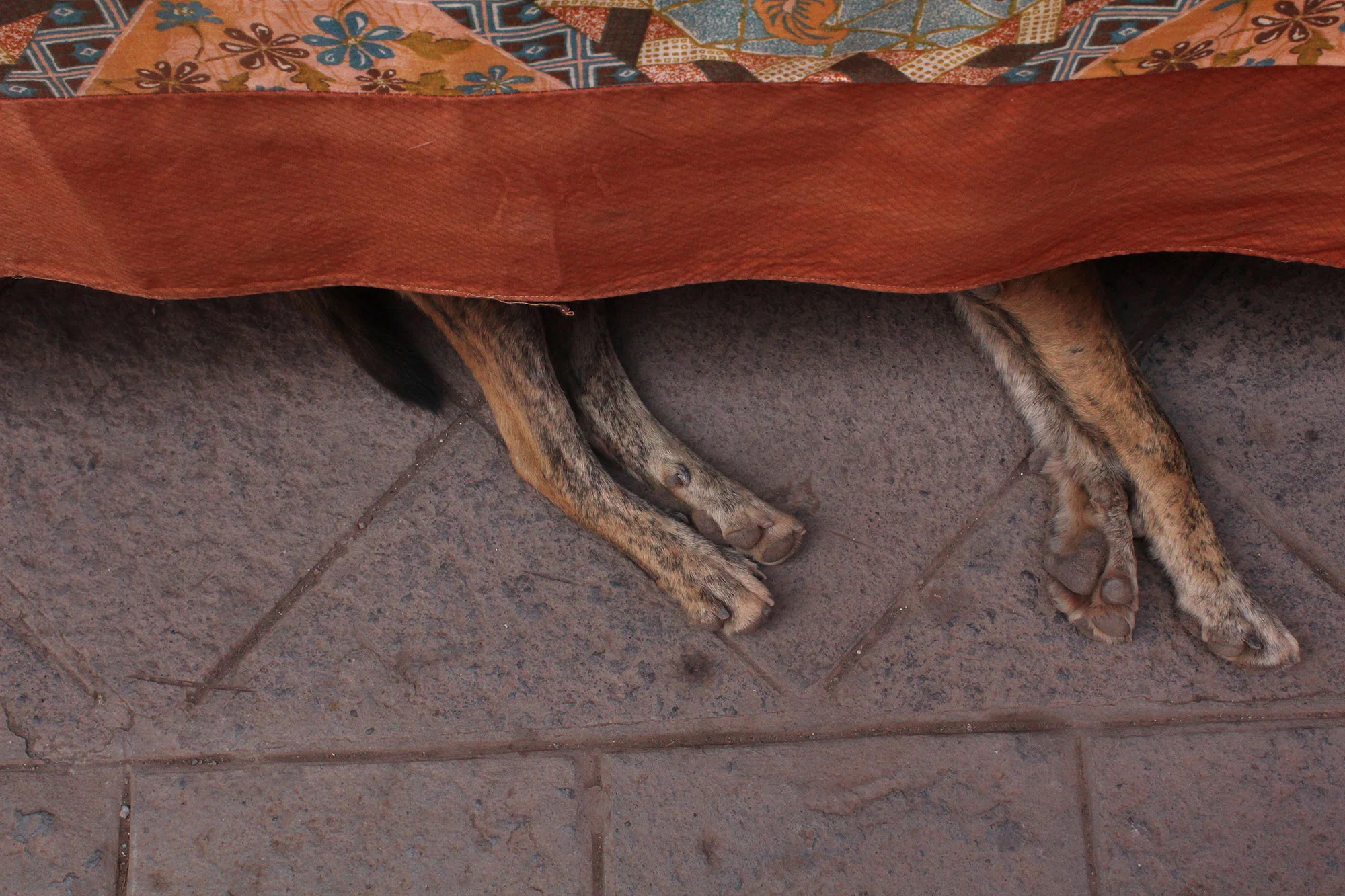 11_Copy-of-Copy-of-04_PeruDoggo.jpg