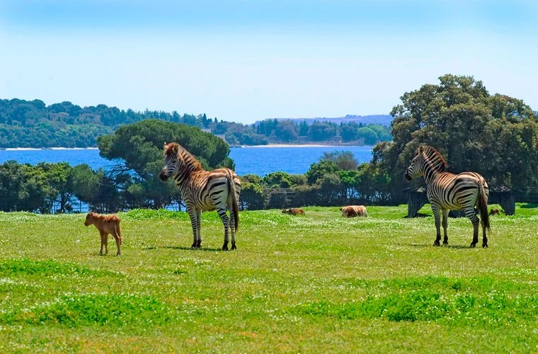 Virtuoso: How to Spend a Perfect Day in Croatia’s Brijuni National Park