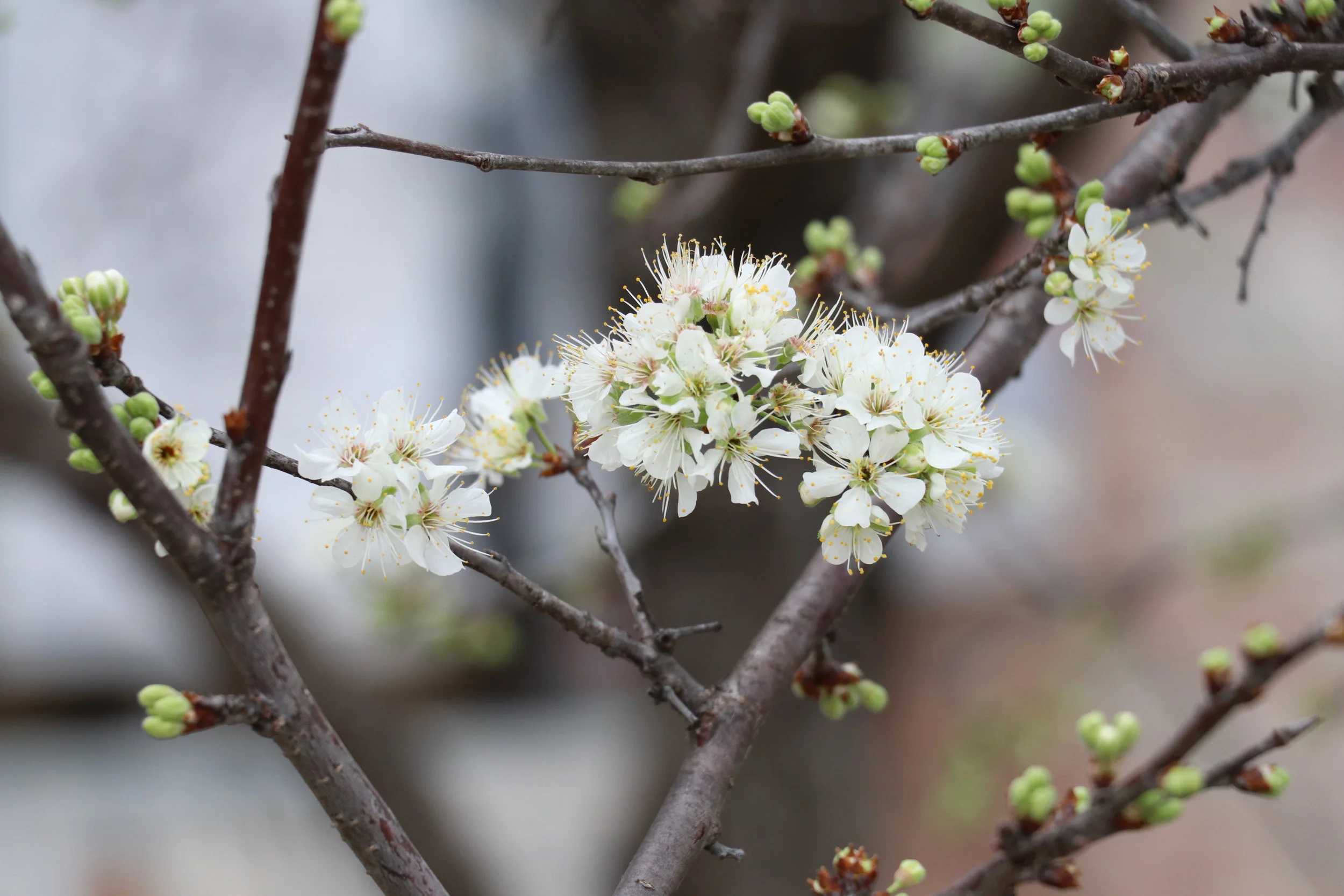 Houston Dogwood.jpg