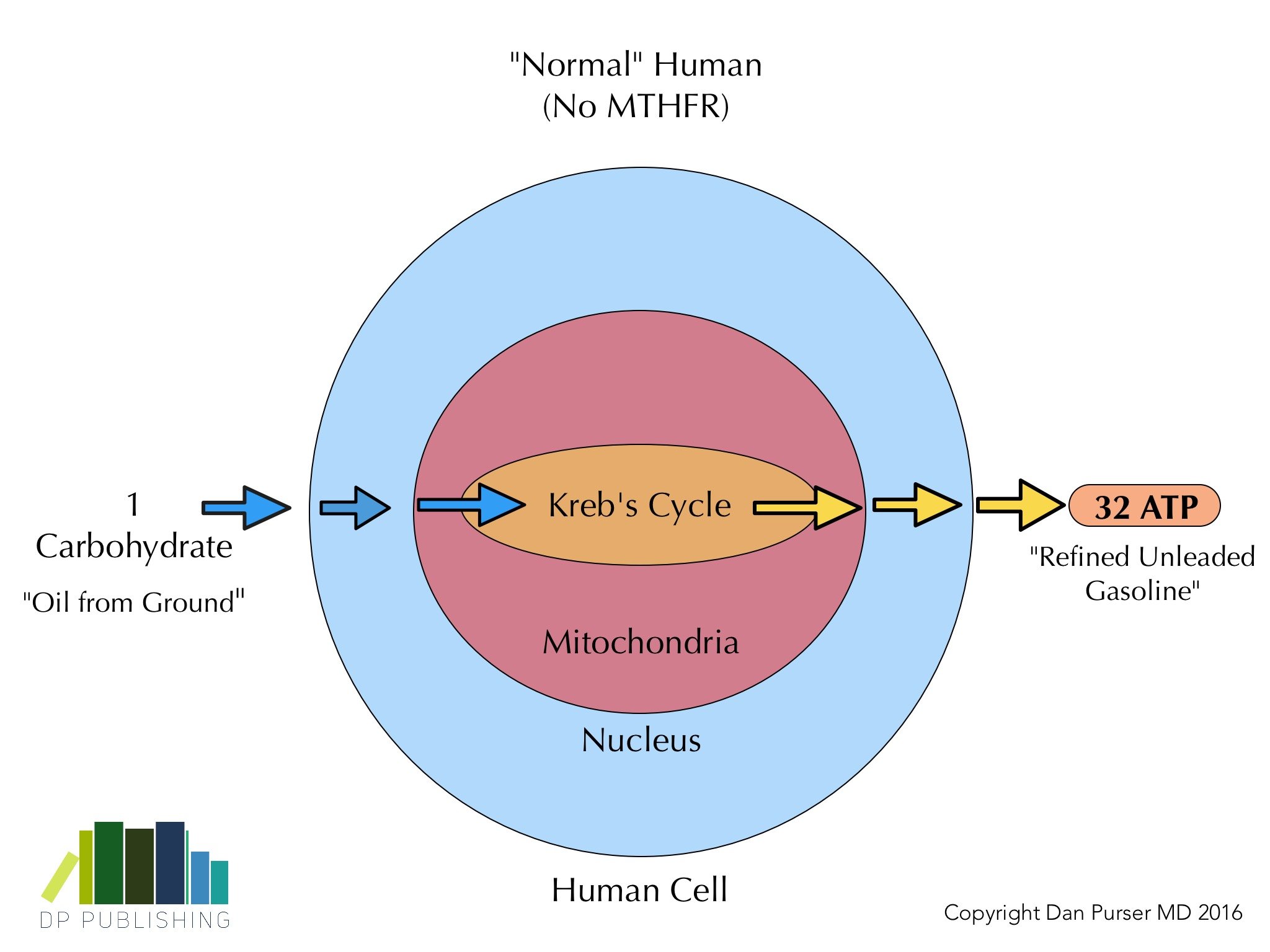 Normal Human copy.jpg