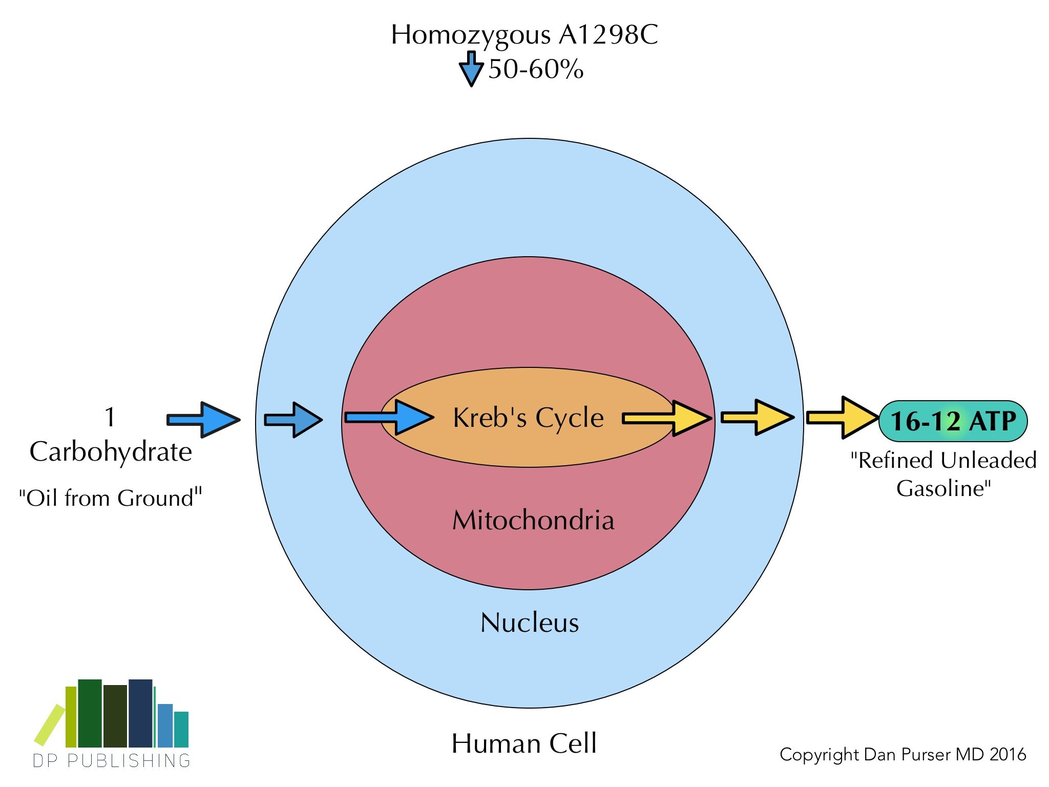 Homozygous A1298C copy.jpg