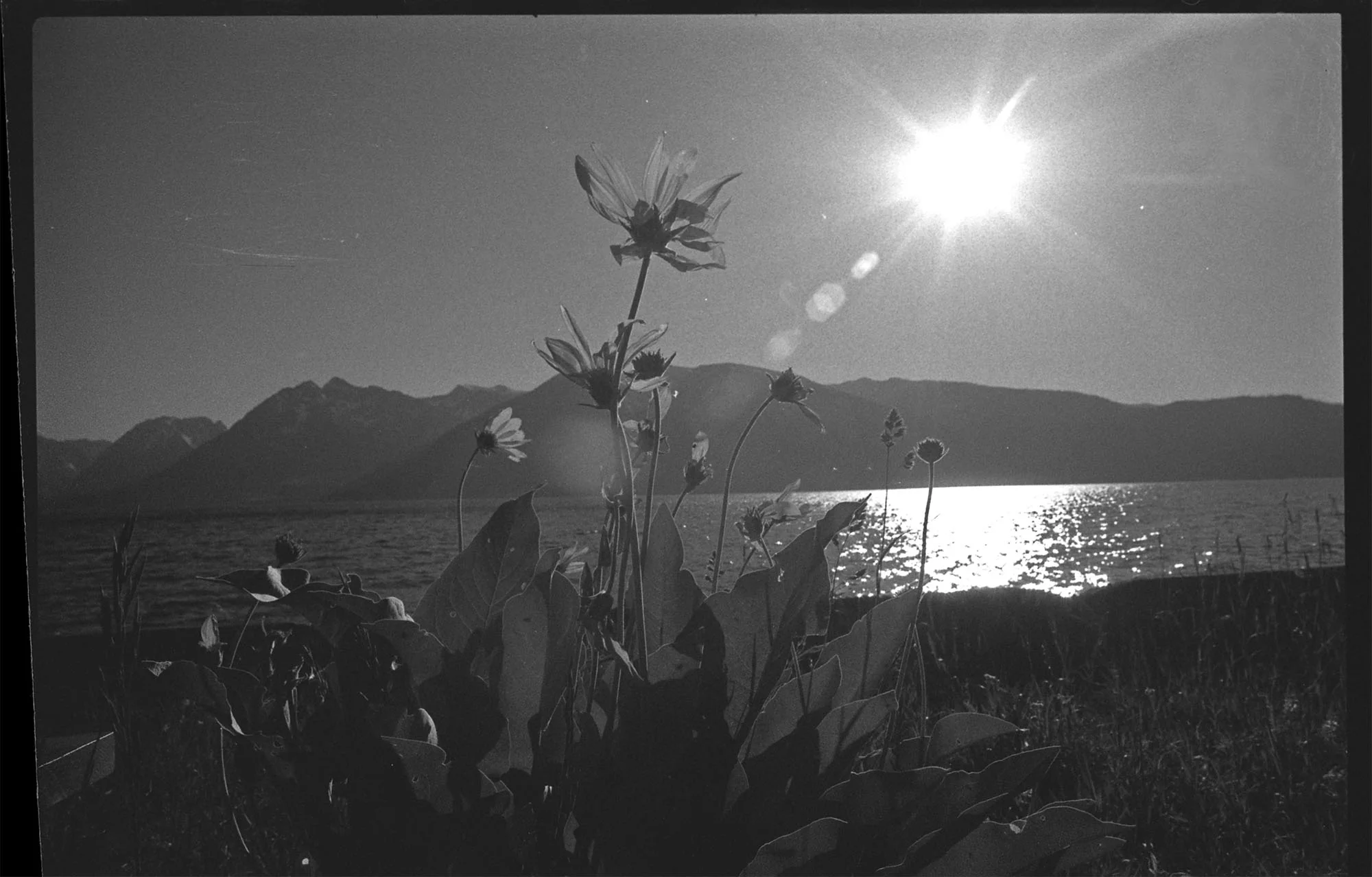 flowers at jackson lake.jpg