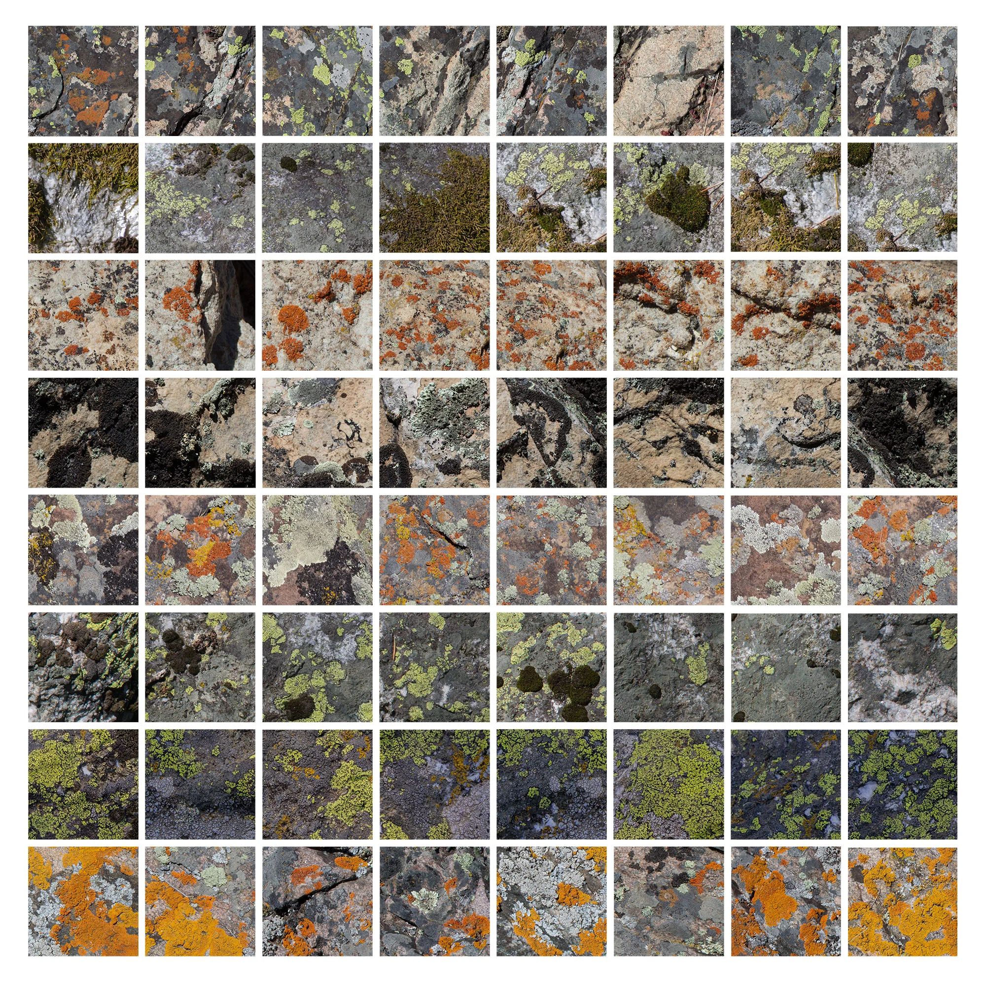 lichen.jpg