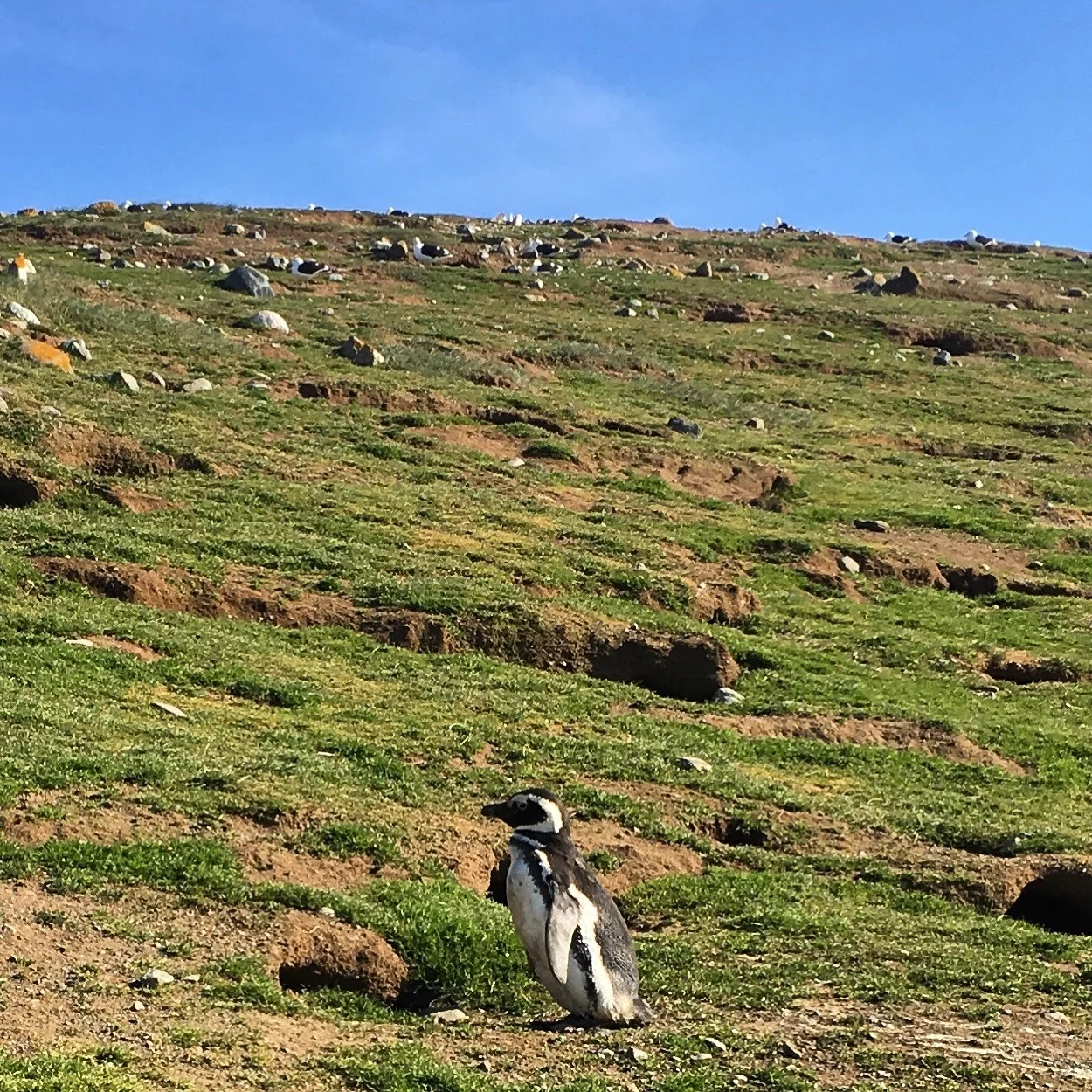 A Journey Through The Strait of Magellan 