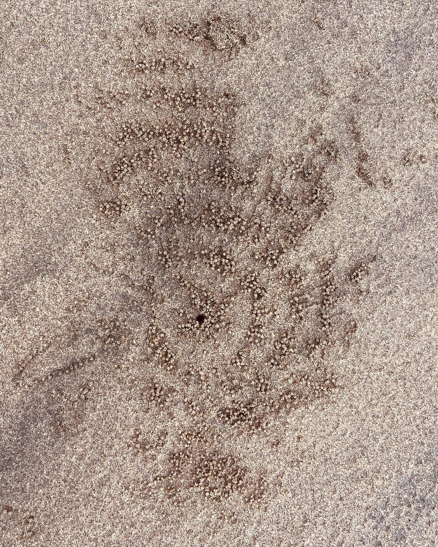 Beach crop circles!! Ok I know these photos aren&rsquo;t the easiest to see but I&rsquo;ve spent endless hour over the 25 years I&rsquo;ve come to his beach watching the little crabs who make these exquisite little designs in the sand. Each day the d