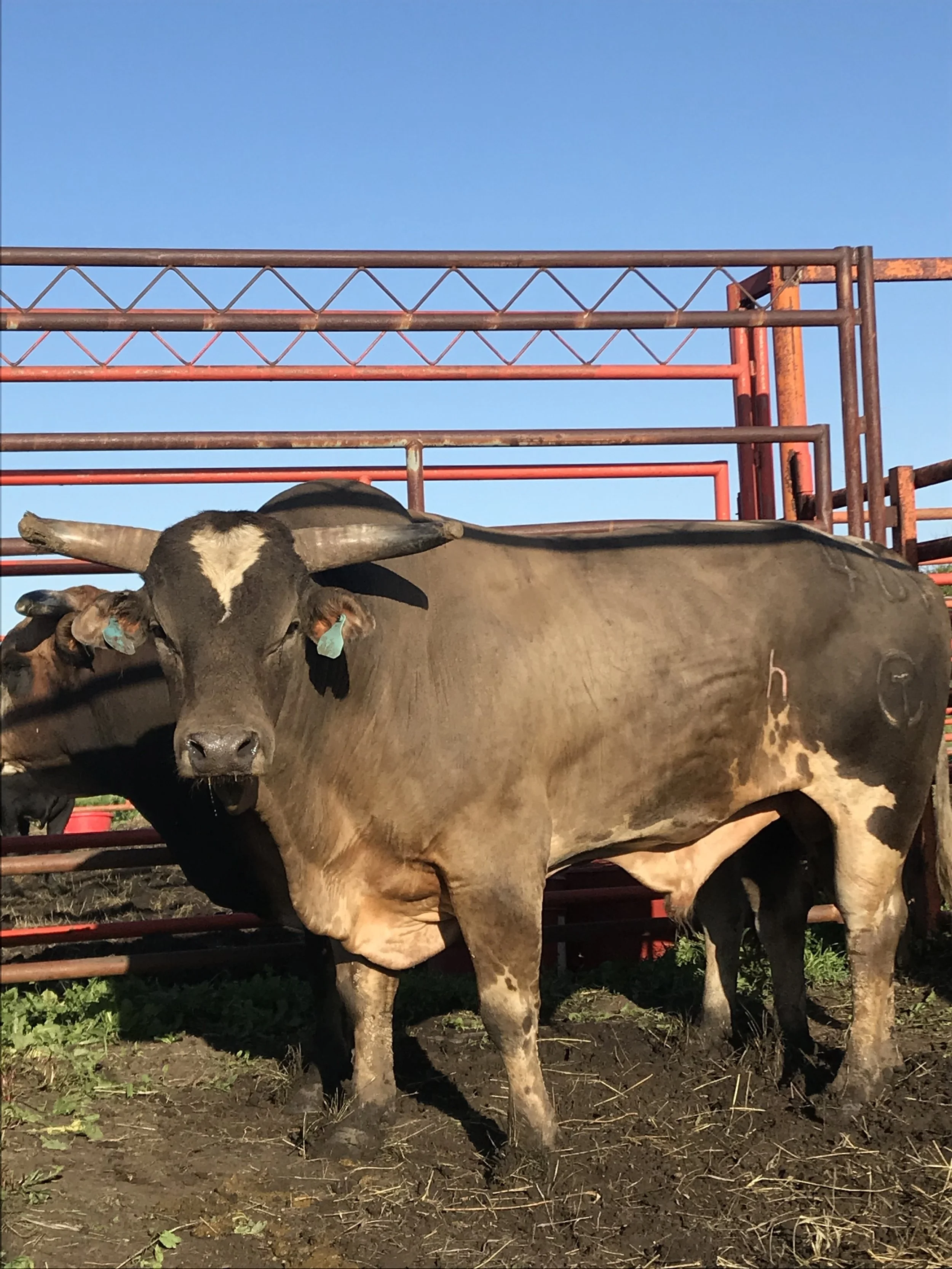 Five year old 401 Party Rock, sired by Jack Daniel’s After Party has been selected by Hedeman as the Bounty Bull for the Red Wilk Construction Bull Bash at the South Dakota State Fair