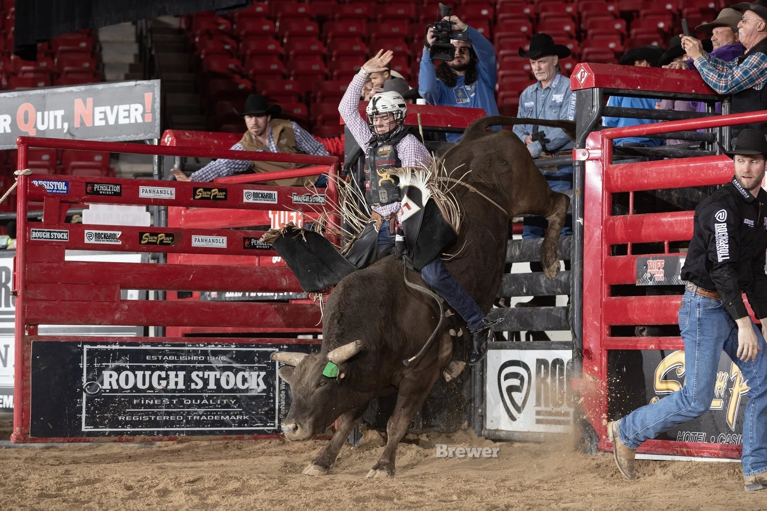 Dwarf Rodeo Bull Riding Most Famous Bucking Bulls