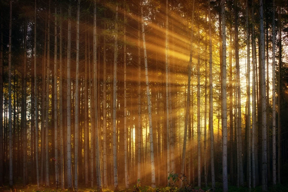 Luminous Life: How the Science of Light Unlocks the Art of Living