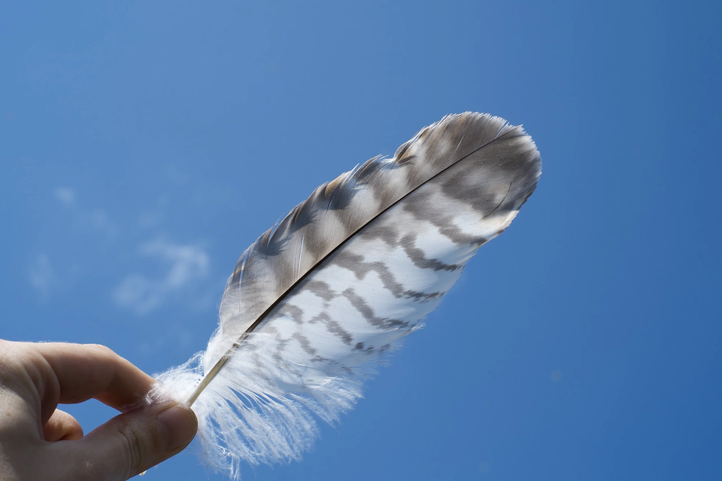 Workshop: Divine Feather Awakening 