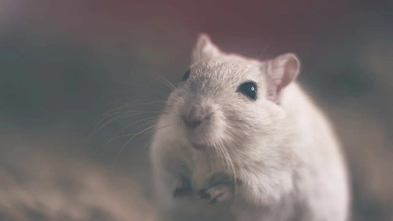 2020: Year of the Metal Rat