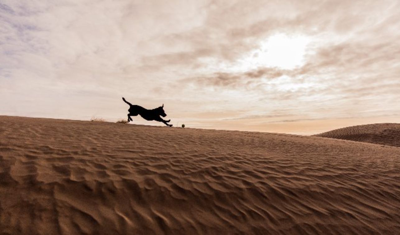 Lessons from a pooch