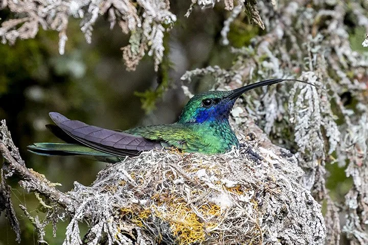 November 2022 Nature Program - Birding the Andes