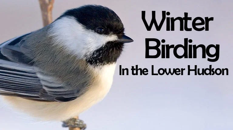 December 2022 Nature Program - Winter Birding in the Lower Hudson