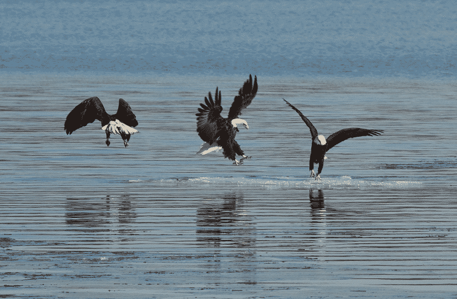 March Nature Program - Eagles of Rockland County