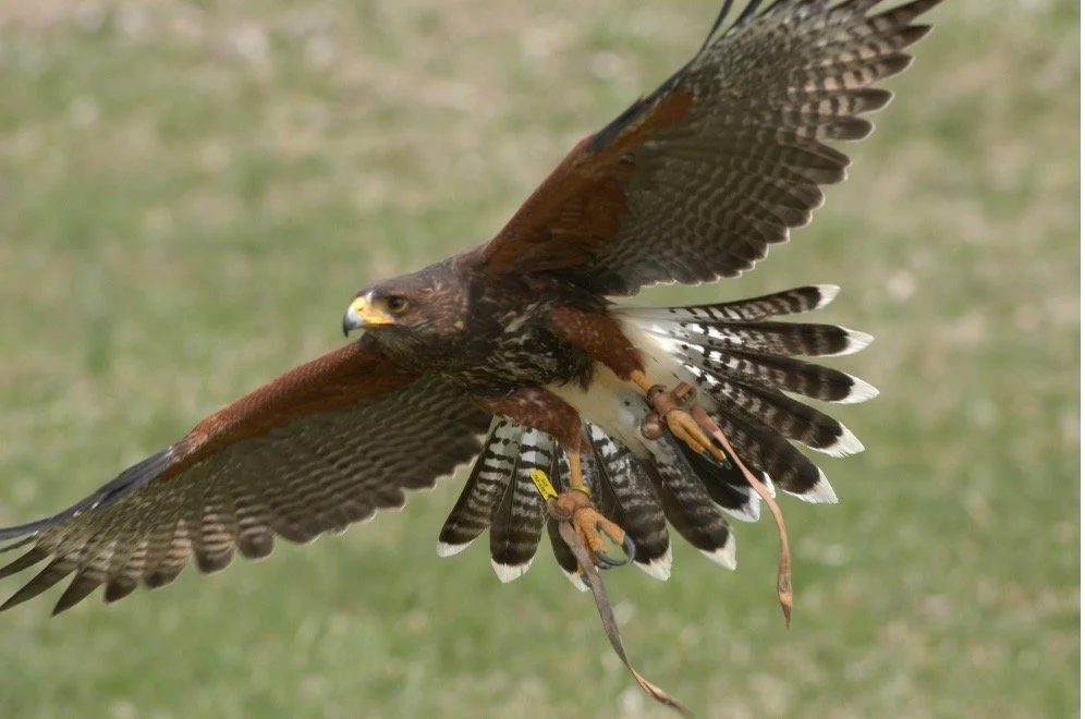September Nature Program - Skyhunters in Flight