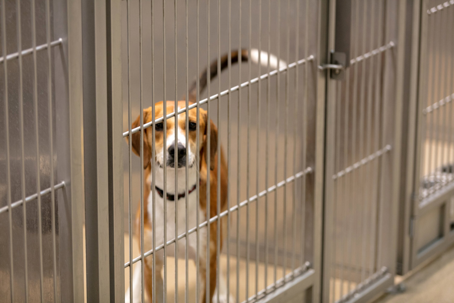 Gene Carey Animal Shelter & Adoption Center — Gene Carey Animal Shelter &  Adoption Center Dallas-Fort Worth