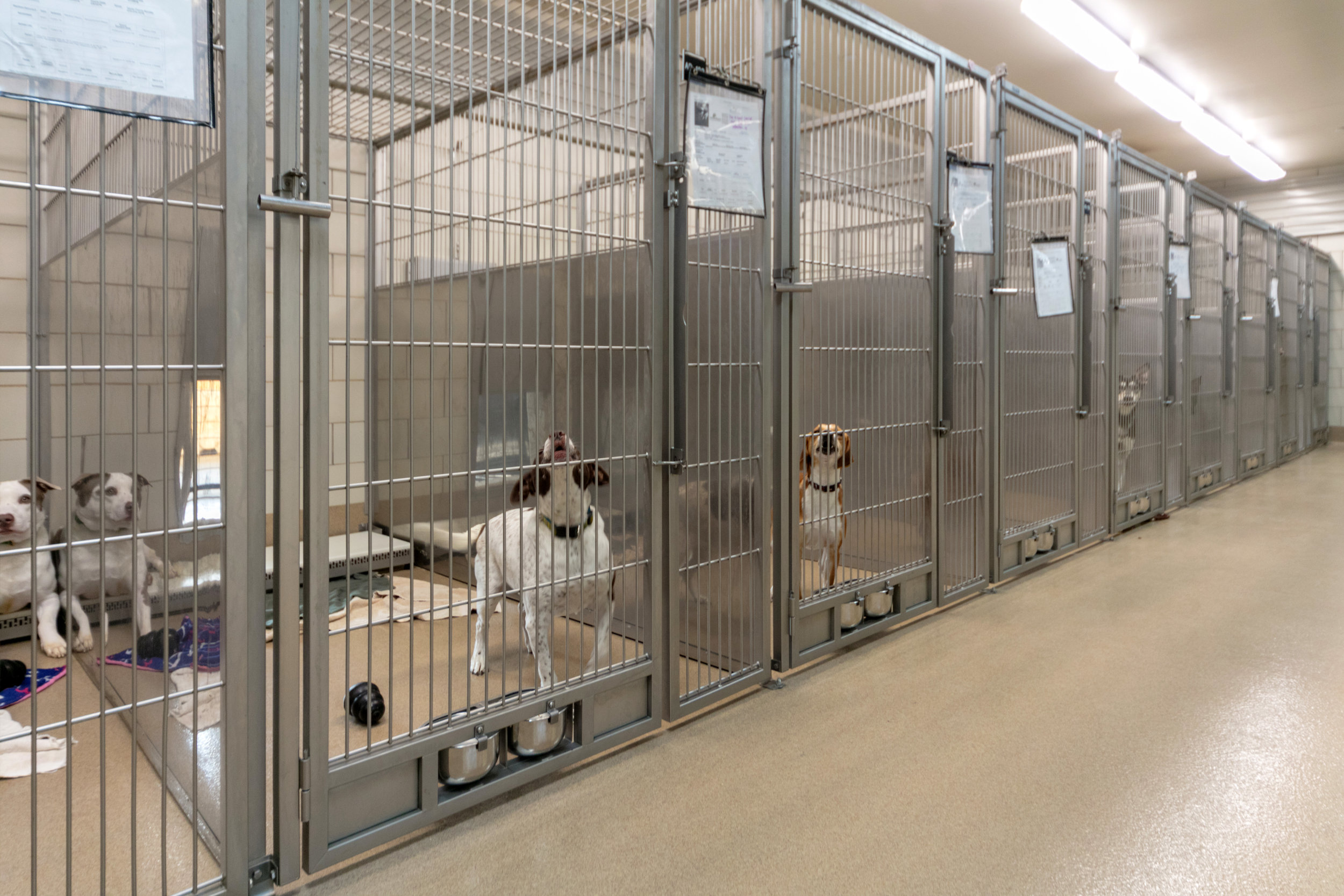 Gene Carey Kennels.jpg