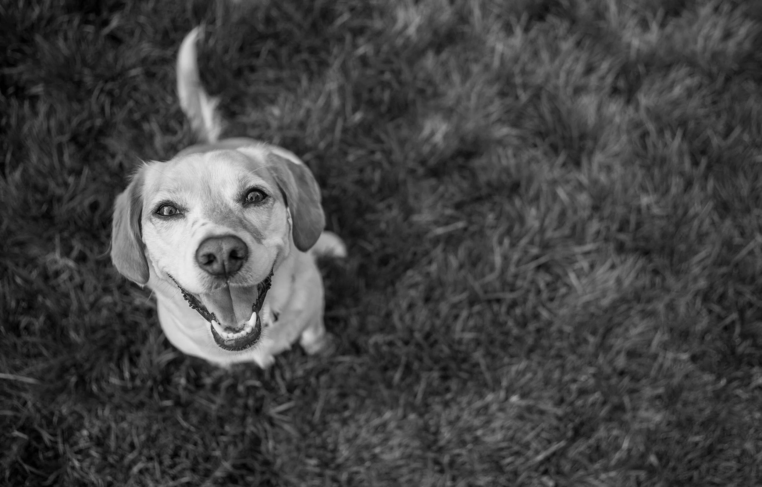 Prairie Paws Animal Shelter & Adoption Center — Prairie Paws Animal
