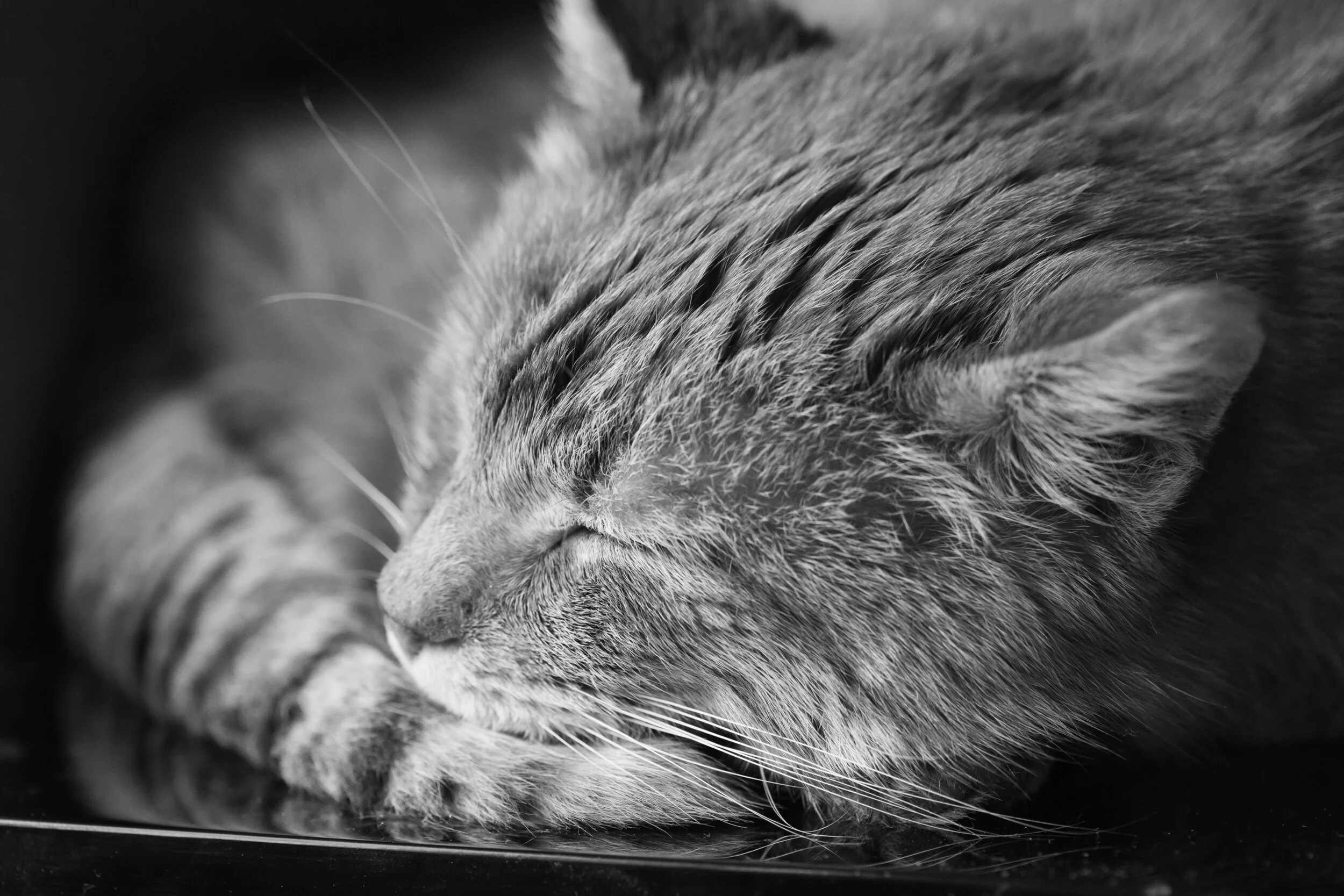 Sleepy Cat B&W.jpeg