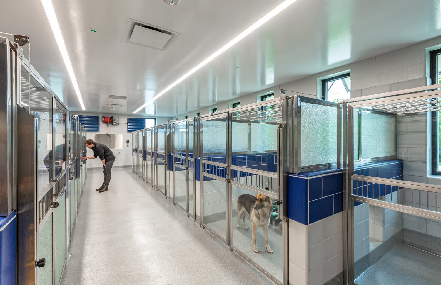 north richland hills animal shelter volunteer